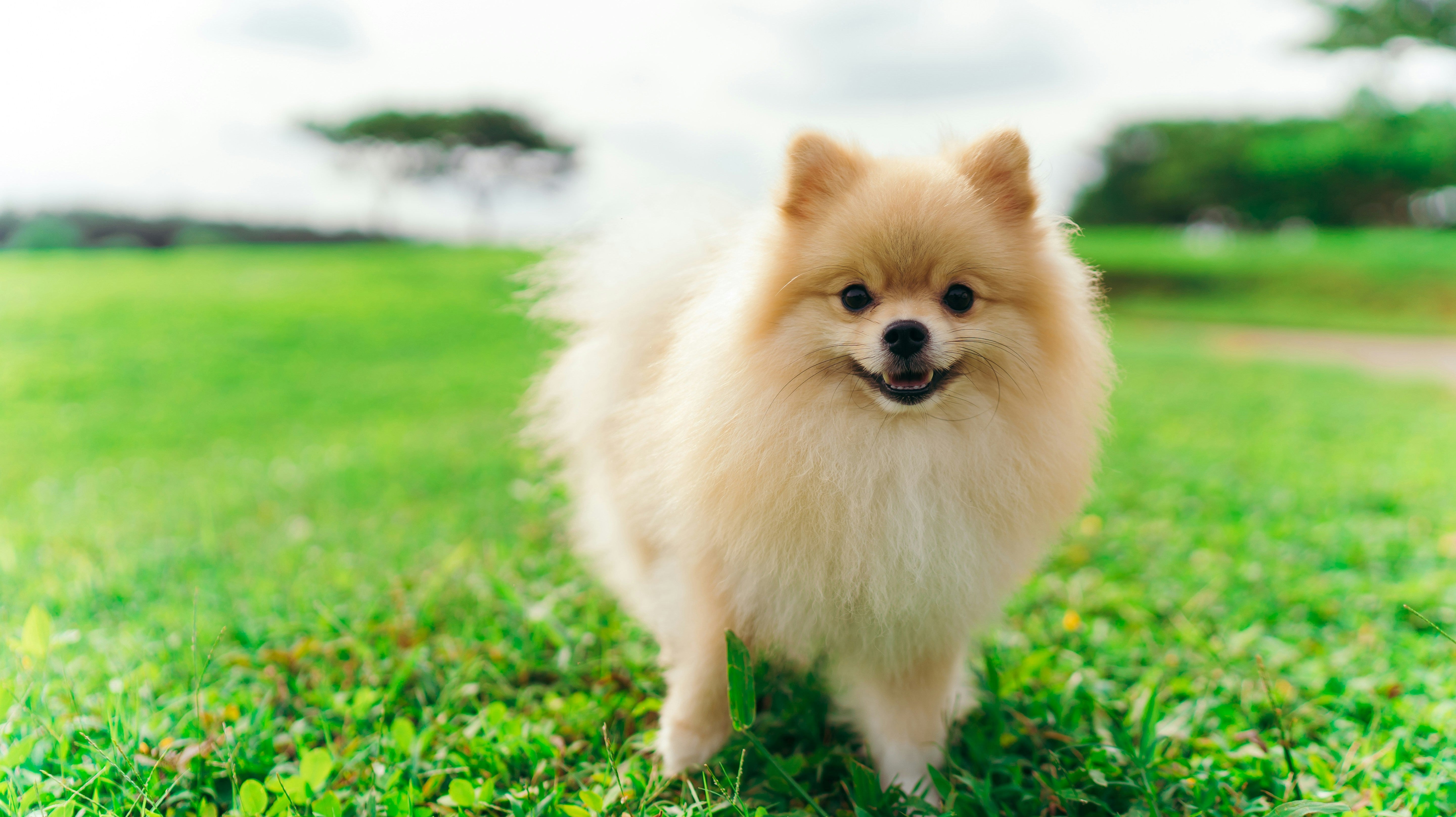 How to Keep Your Dog’s Coat Healthy Year-Round