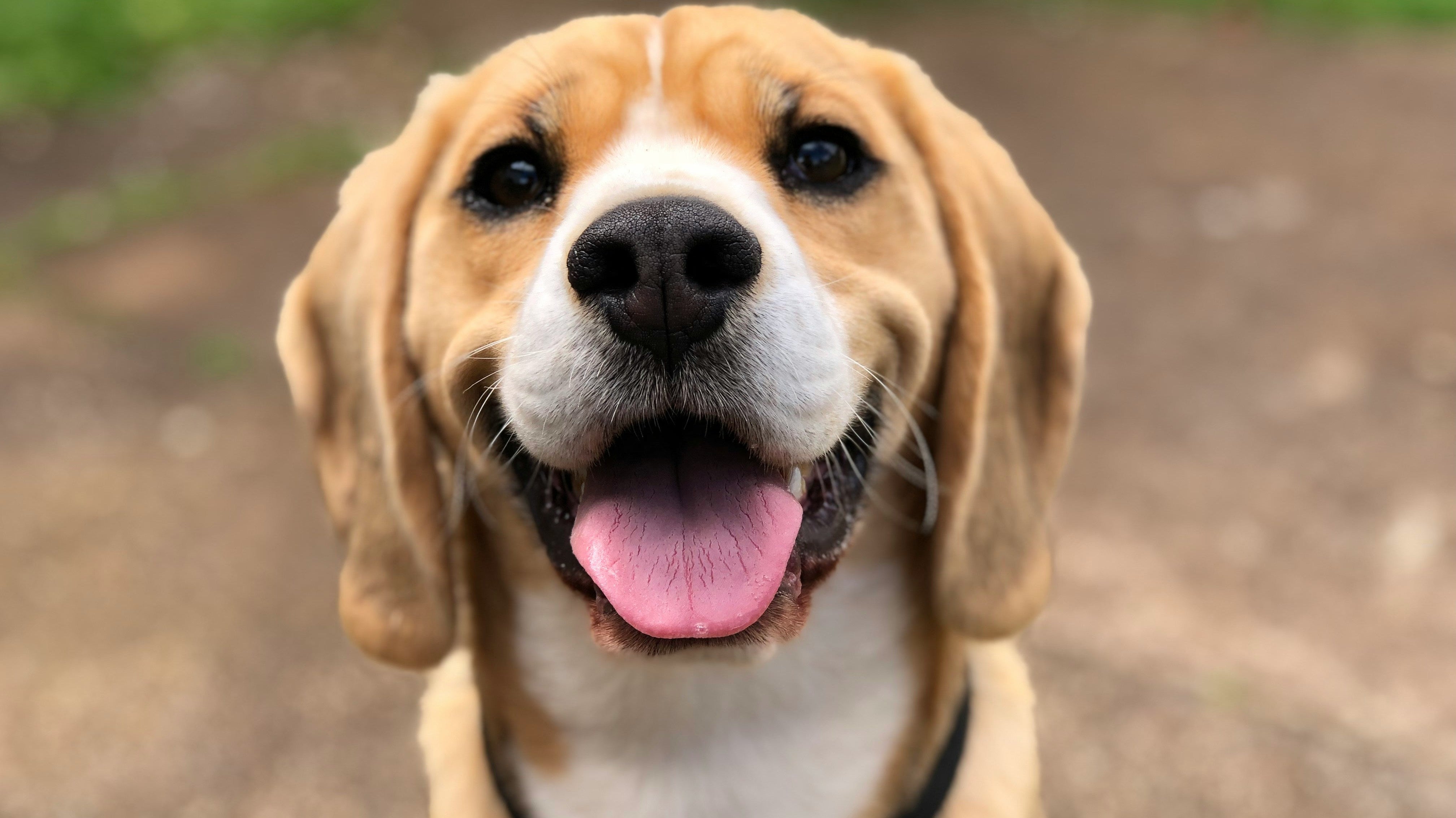 How to Help Your Dog Adjust to Seasonal Changes Throughout the Year