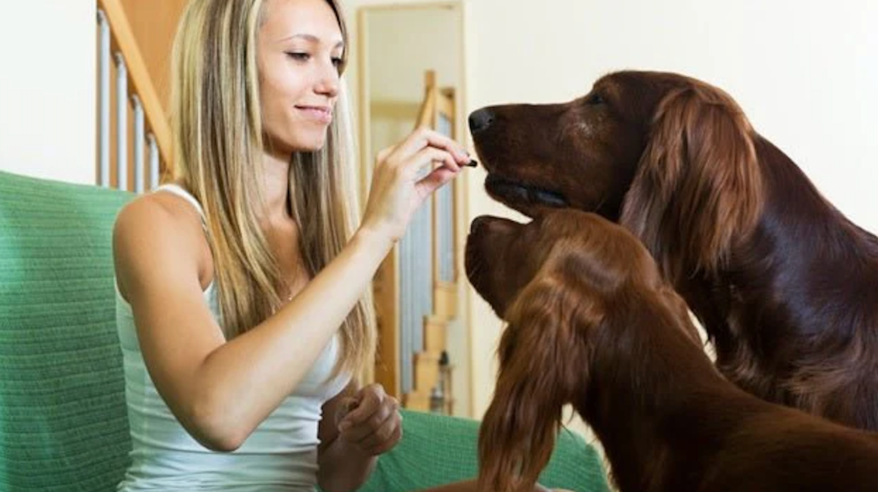 How Omega 3 is Good For Dogs