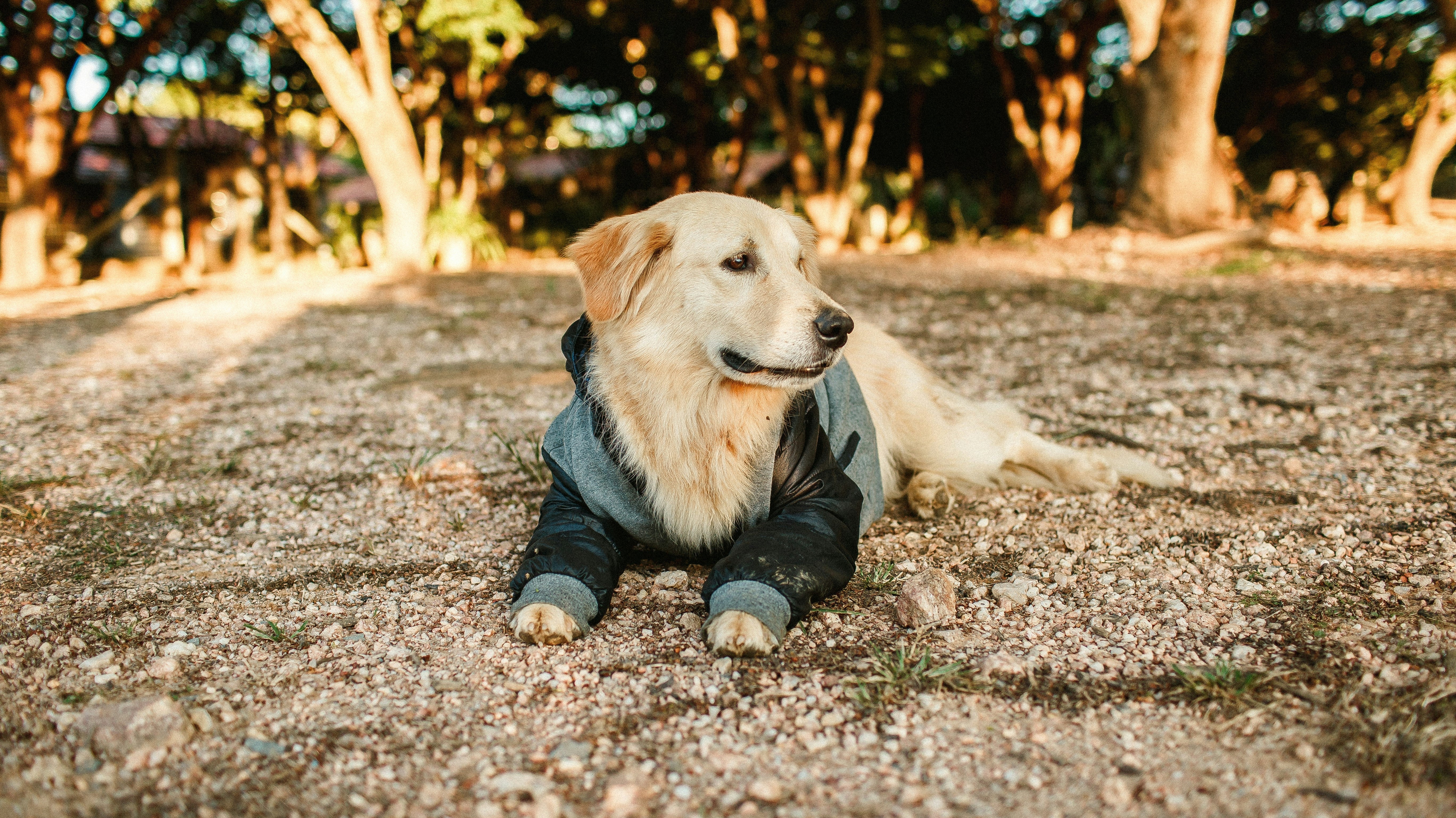 How Omega-3 Benefits Your Dog: Essential Guide to Skin, Joint & Heart Health