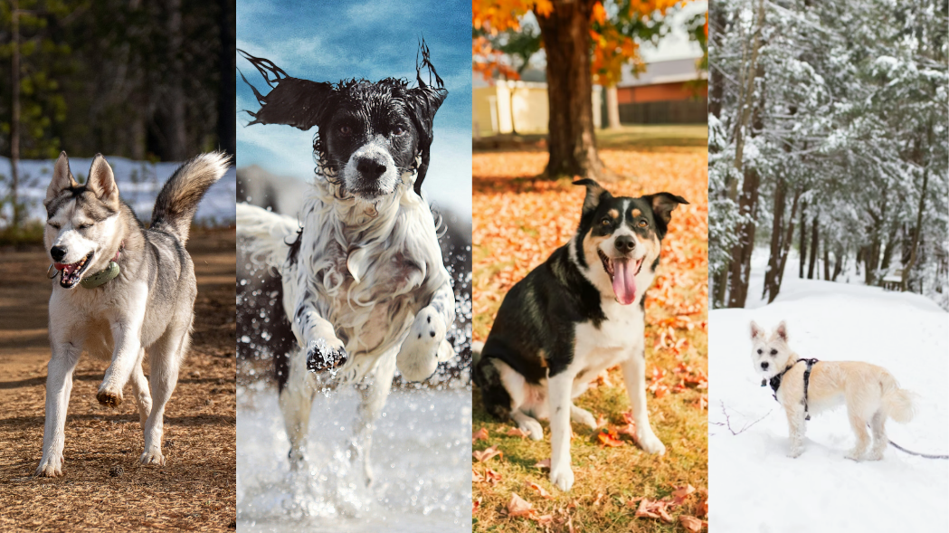 Ultimate Seasonal Checklist: Your Dog's Needs: Spring, Summer, Fall & Winter
