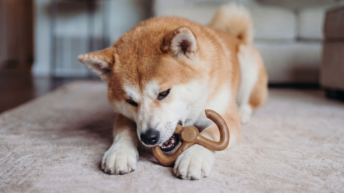 Best Dog Toys for Anxious Dogs