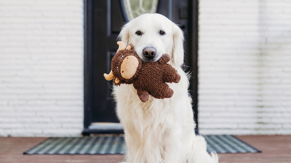 What Toys Keep Dogs Busy For Hours?