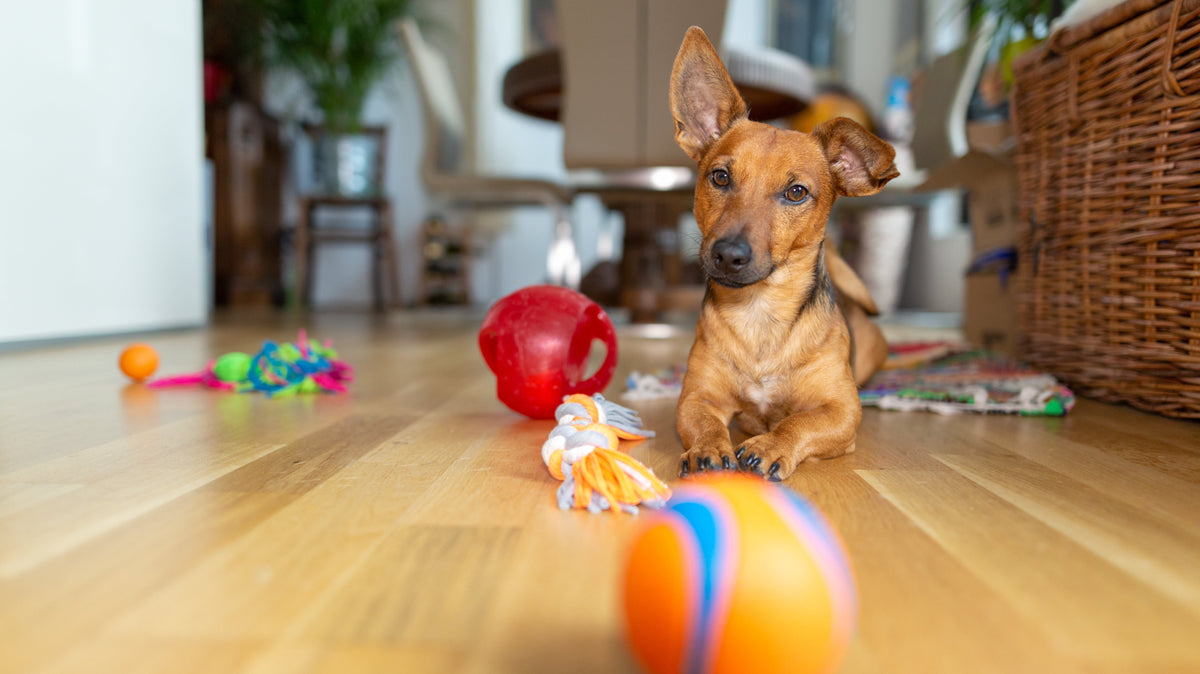 How to Teach Your Dog to Pick Up Their Own Toys?