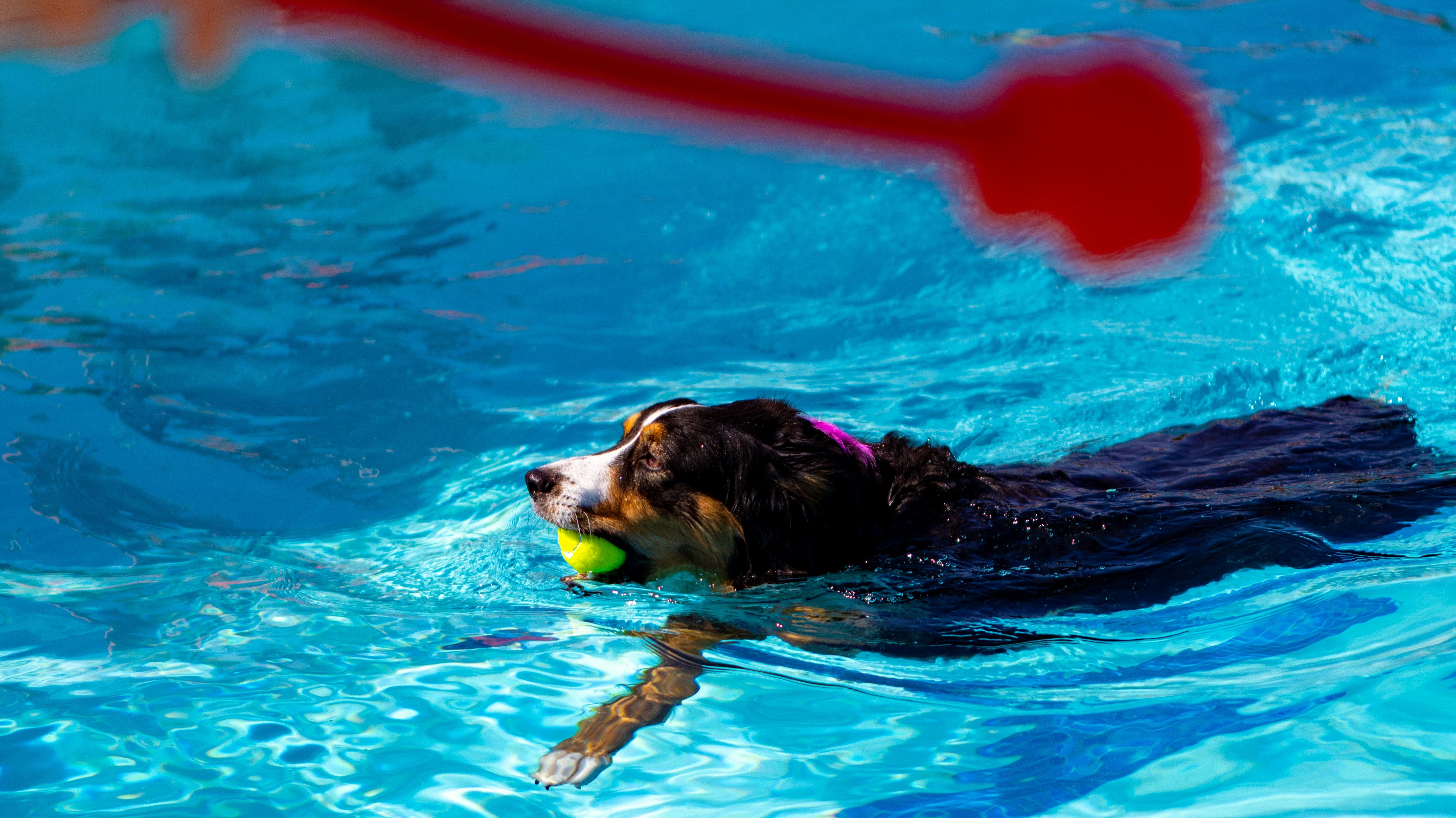 How to Keep Your Dog Safe Around Water: Swimming, Beaches & Pool Time
