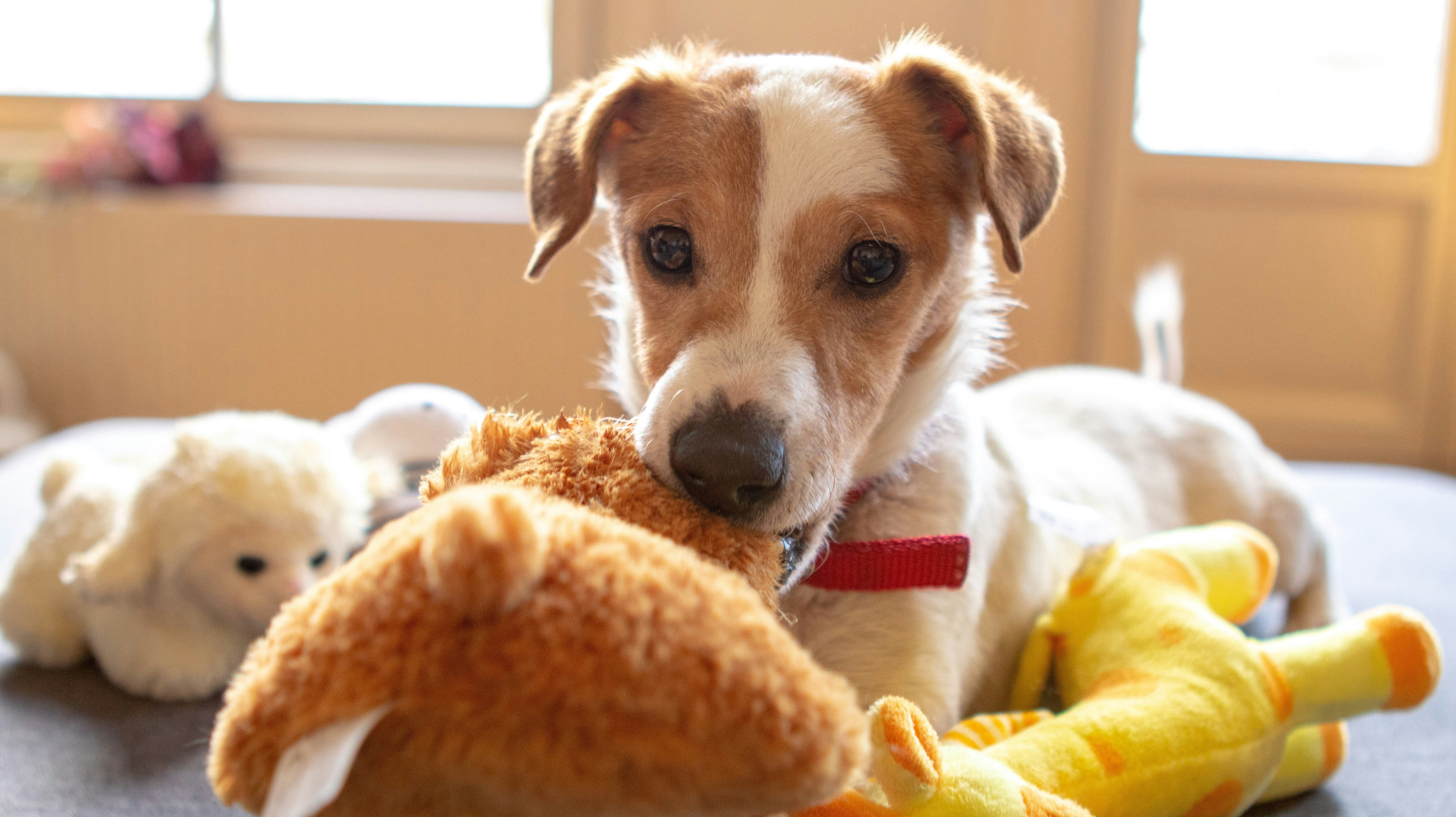 Importance of Rotating Your Dog’s Toy for Better Engagement & Behavior