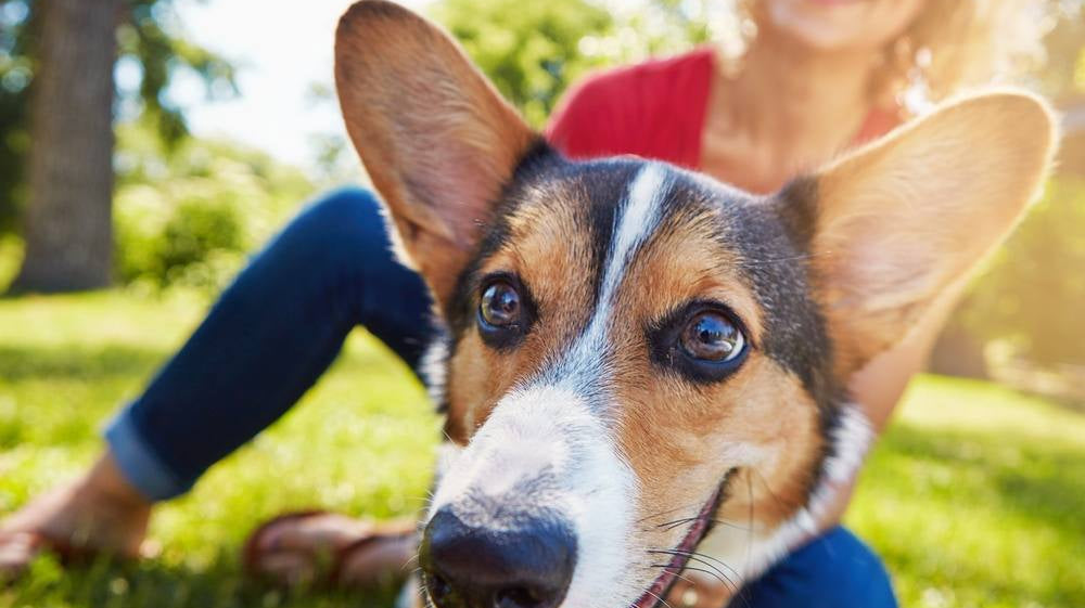 What Should My Dog Wear to the Dog Park?