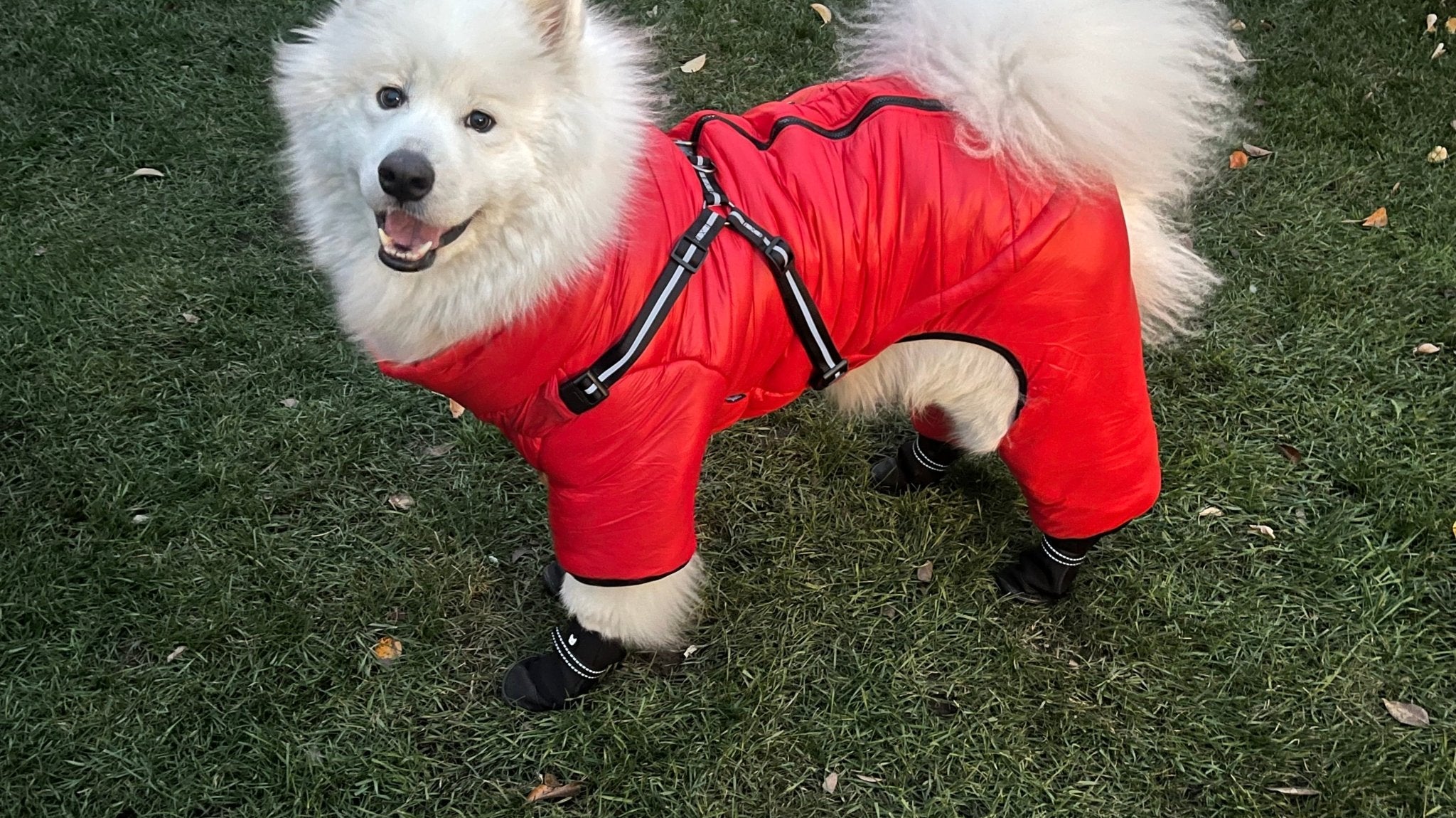 How to Measure your Dog for Harness - Silver Paw