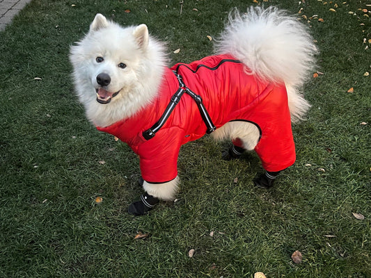 How to Measure your Dog for Harness - Silver Paw