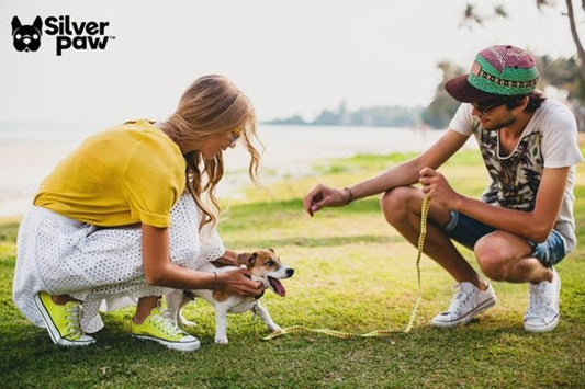 Protecting Your Pup: Essential Tips to Safeguard Your Dog from Summer Hazards - Silver Paw