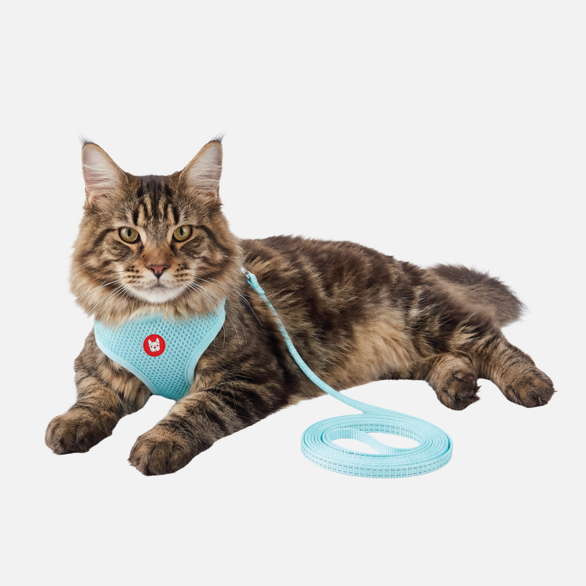 Kelso Mint Cat Harness & Leash Set