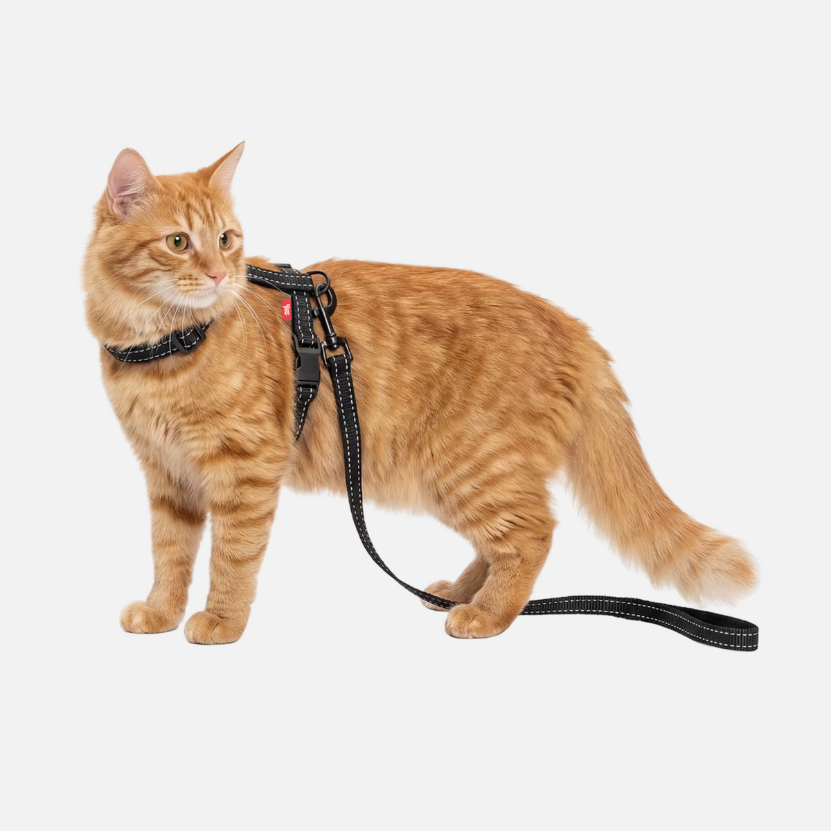 Judy Cat Harness & Leash Set