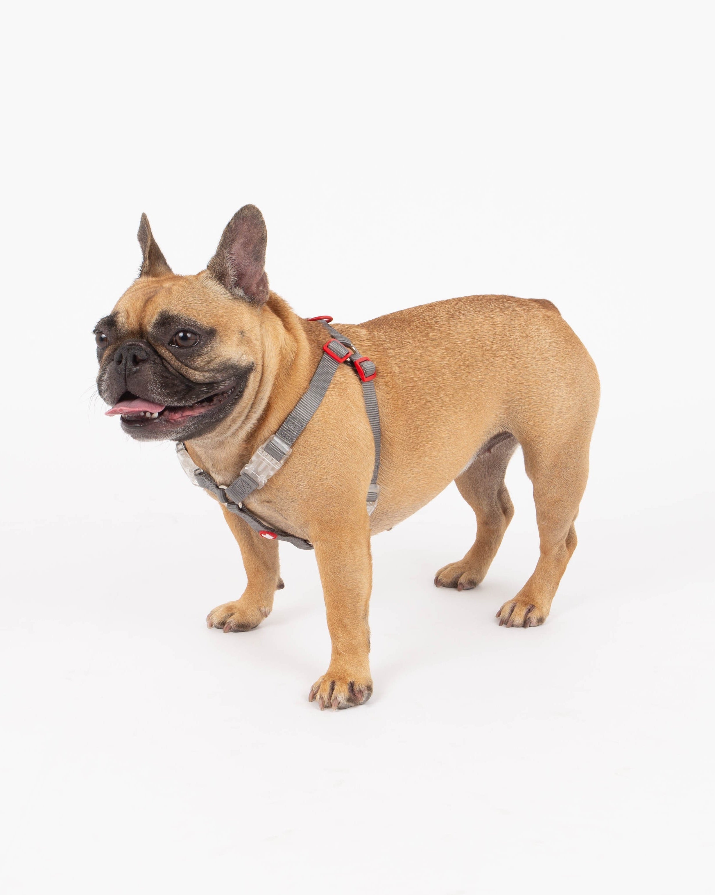 Dog wearing a harness on a white background