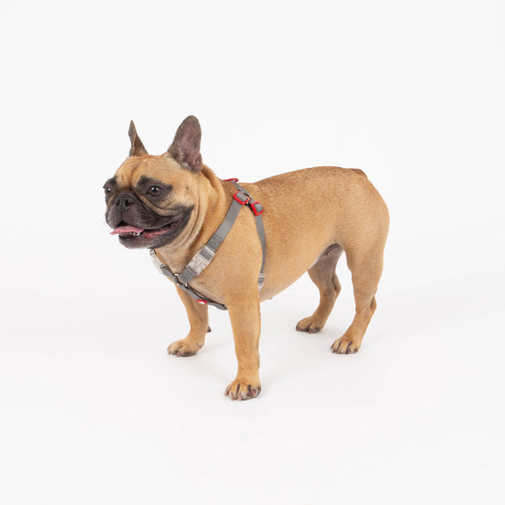 Dog wearing a harness on a white background