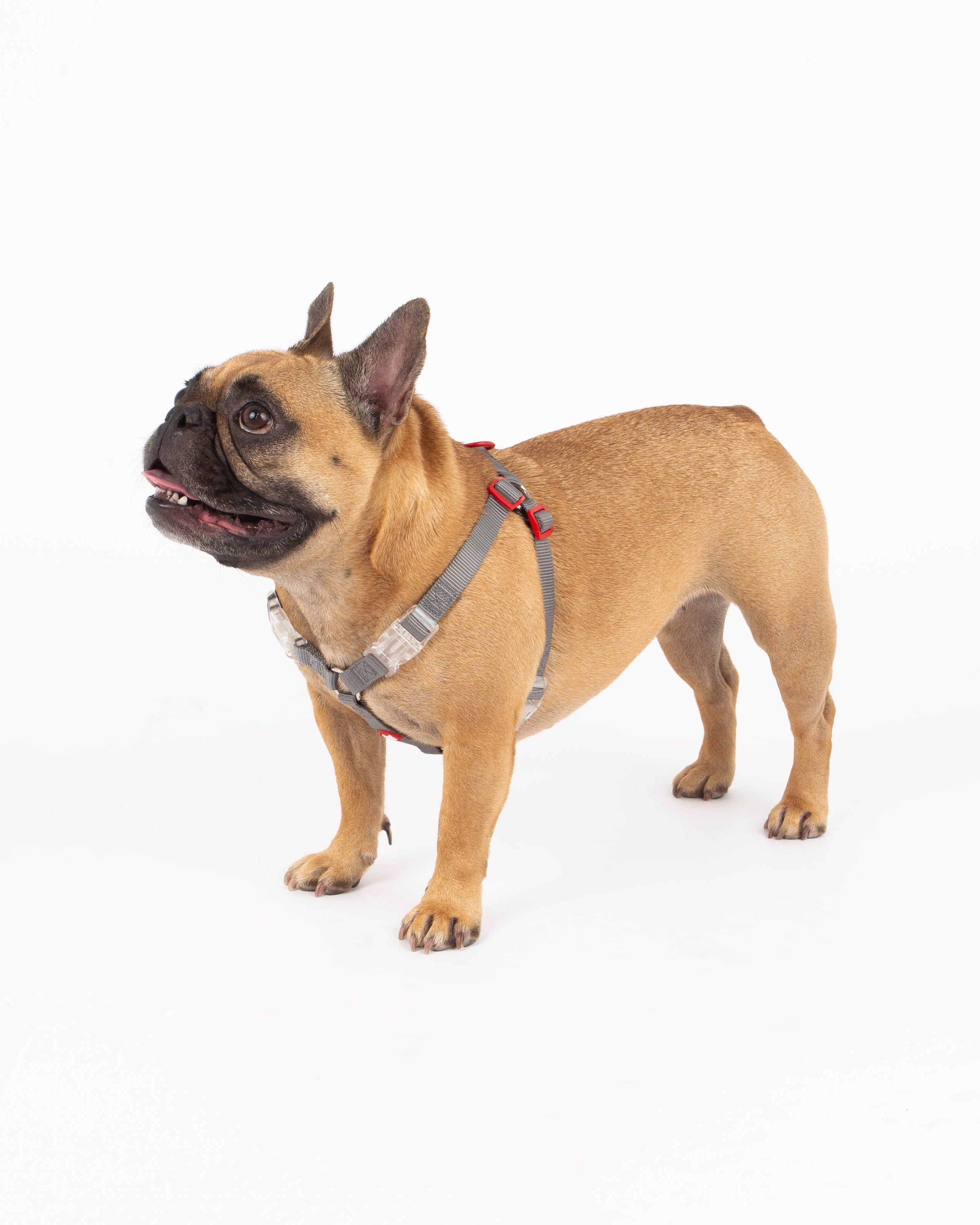 Dog wearing a harness on a white background