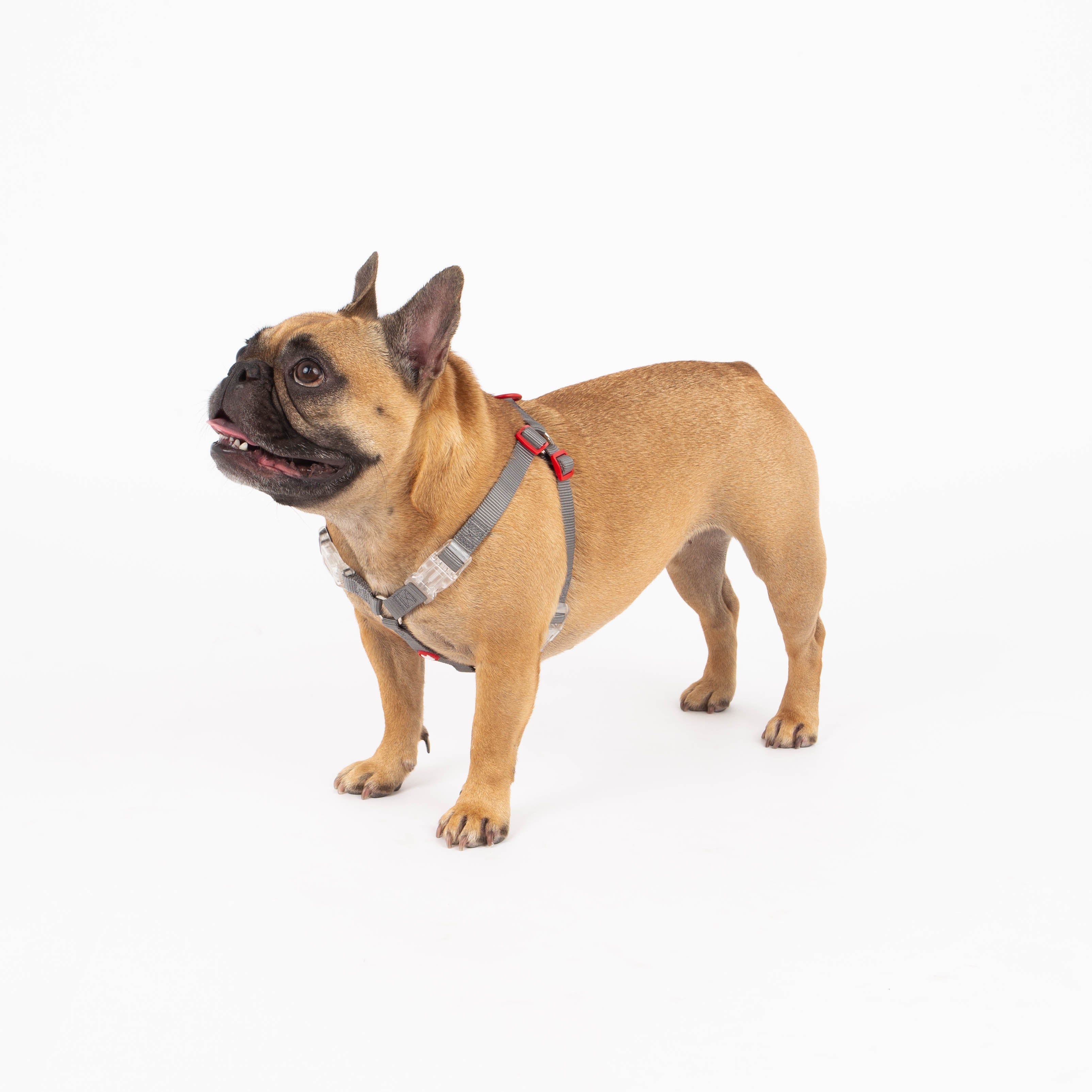 Dog wearing a harness on a white background