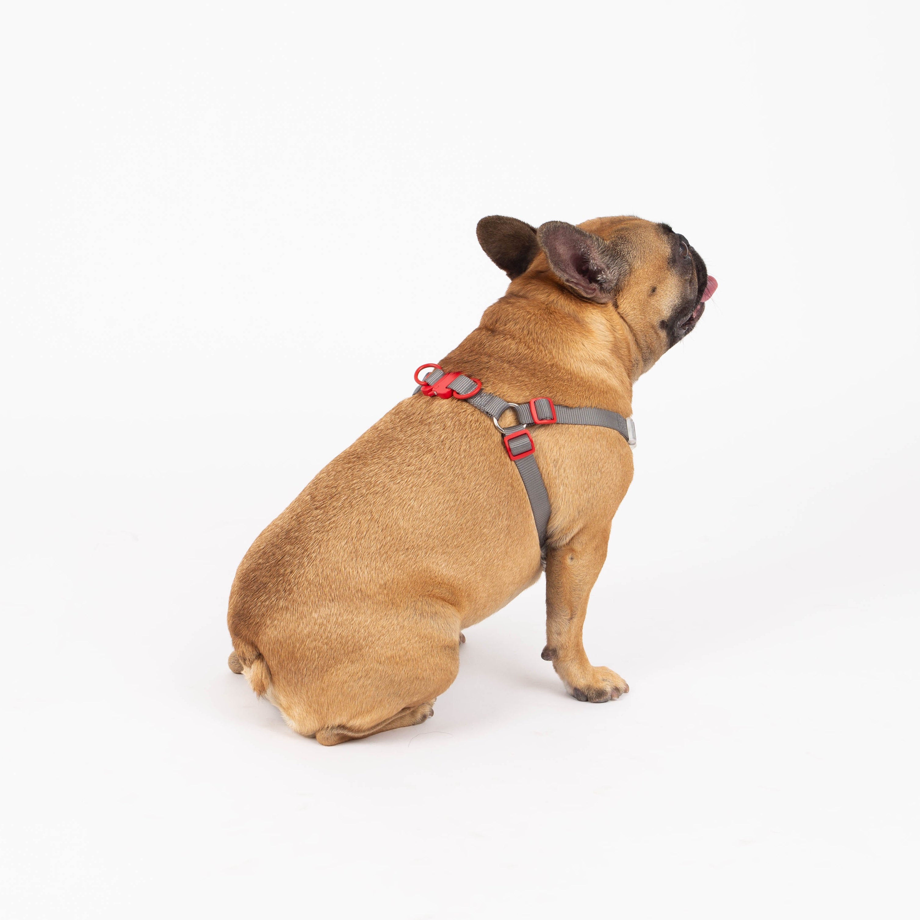 Small dog wearing a harness on a white background