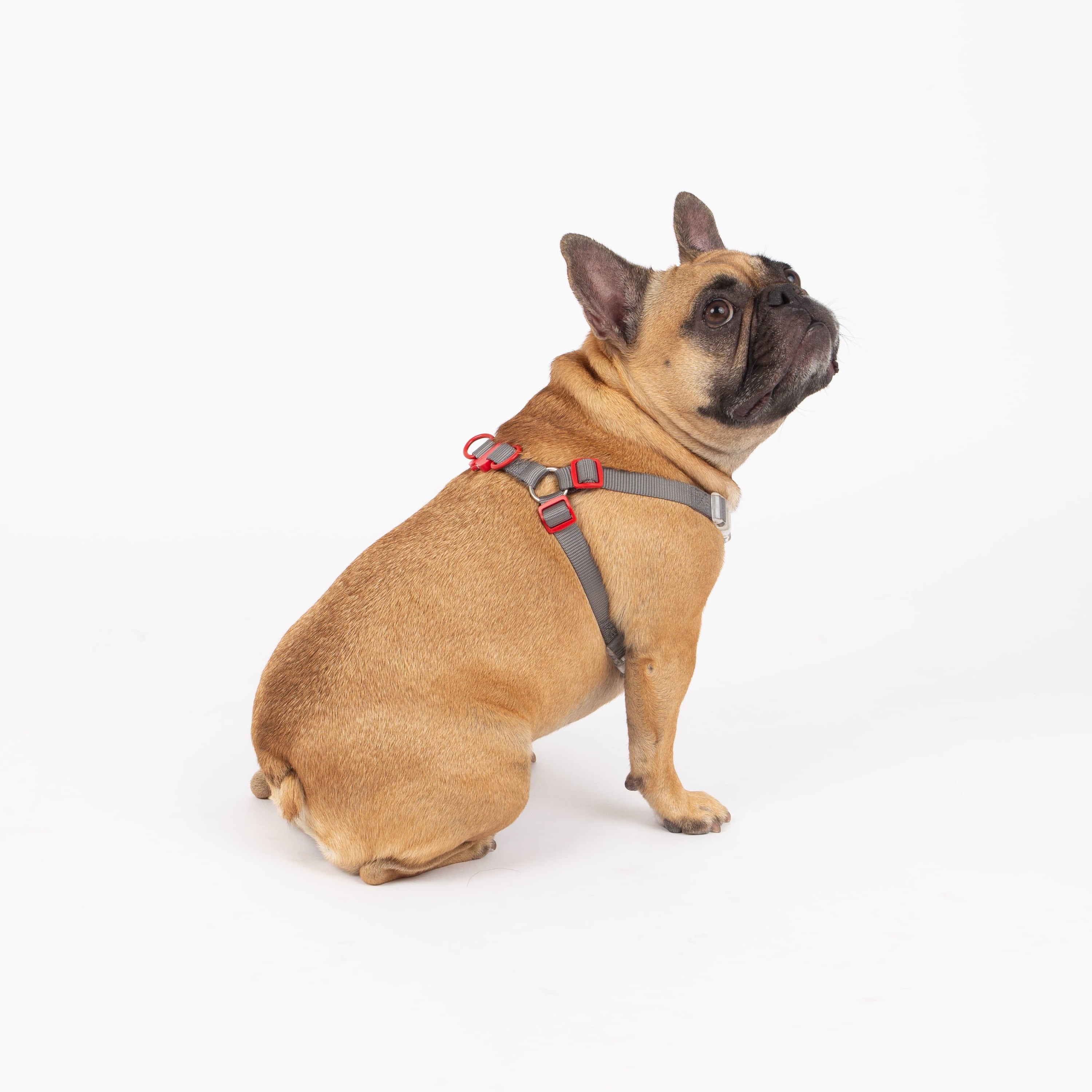 Brown dog wearing a harness on a white background