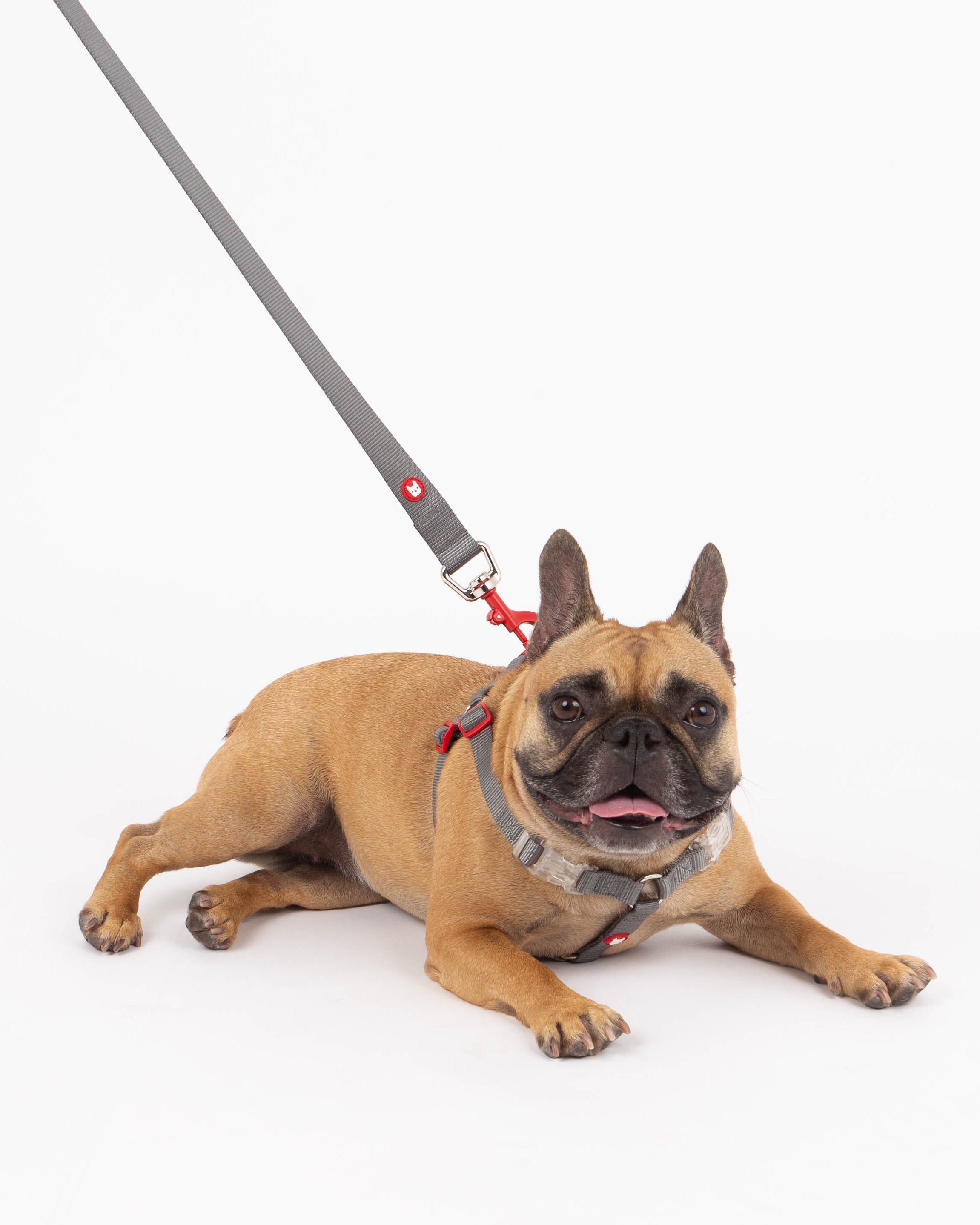 Dog on a leash with a collar on a white background