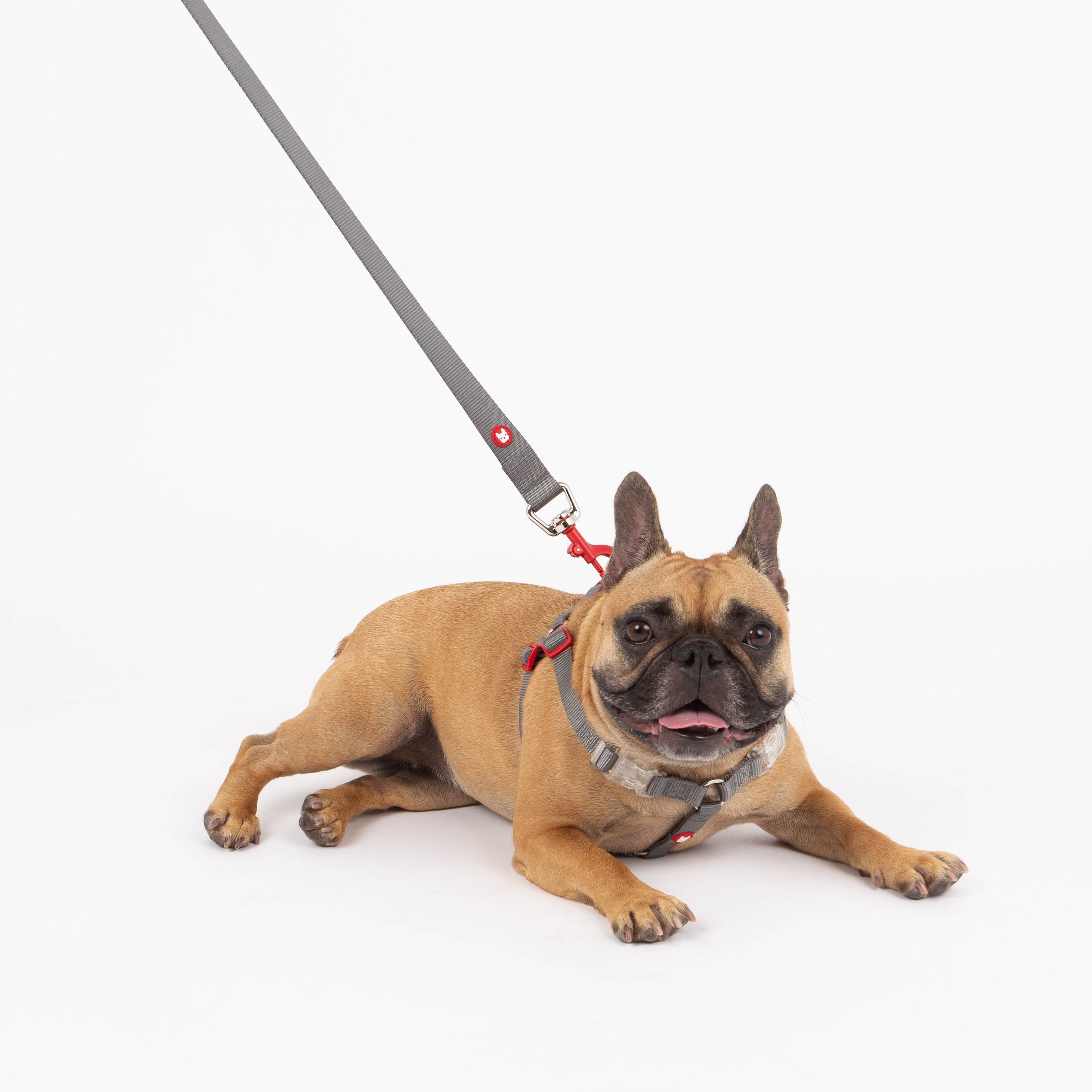 Dog on a leash with a collar on a white background