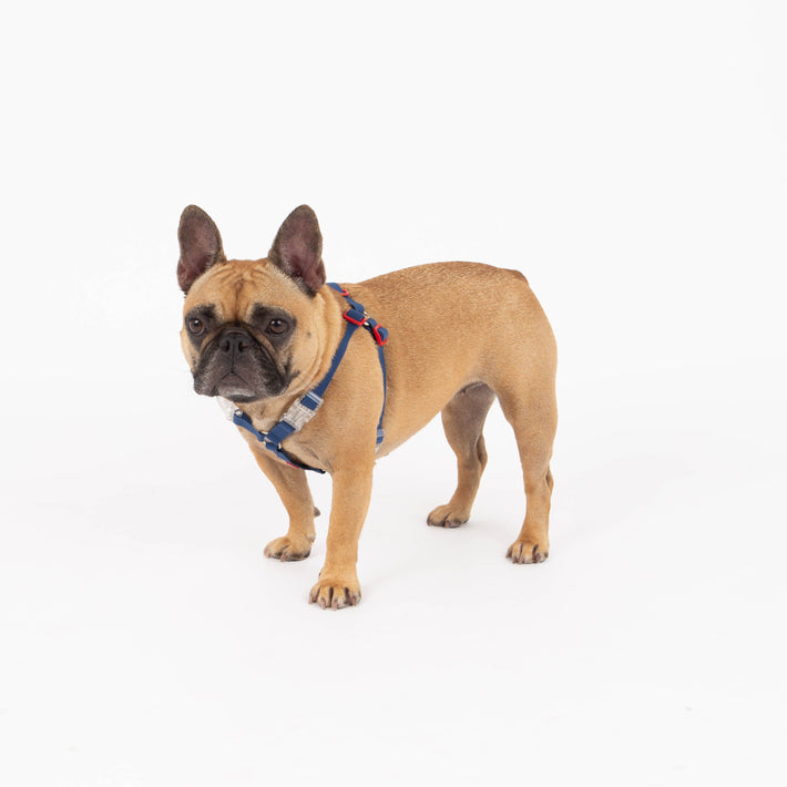 Small dog wearing a blue harness on a white background