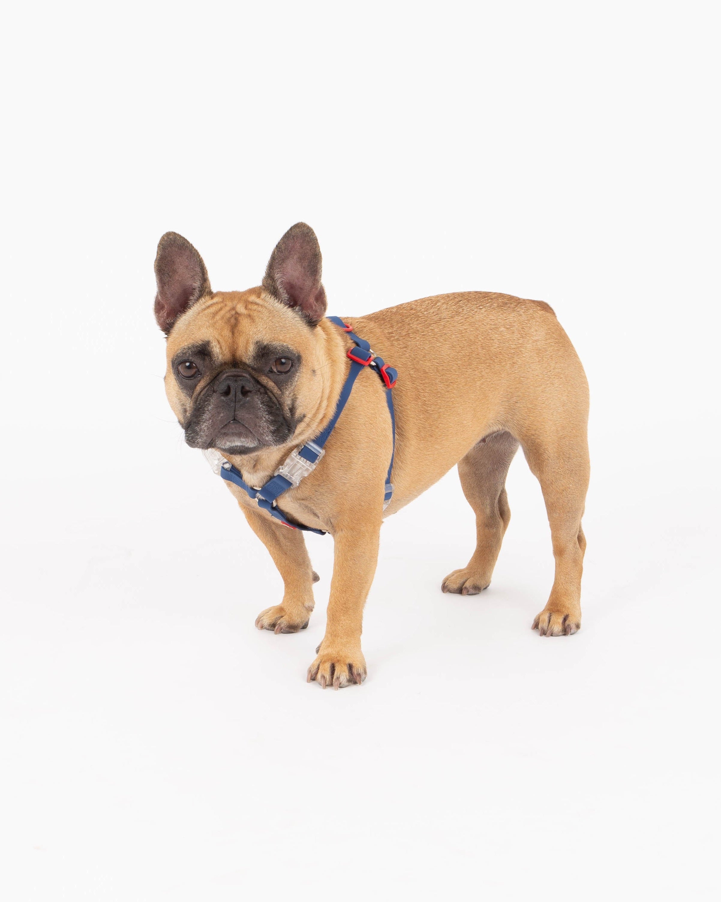 Small dog wearing a blue harness on a white background