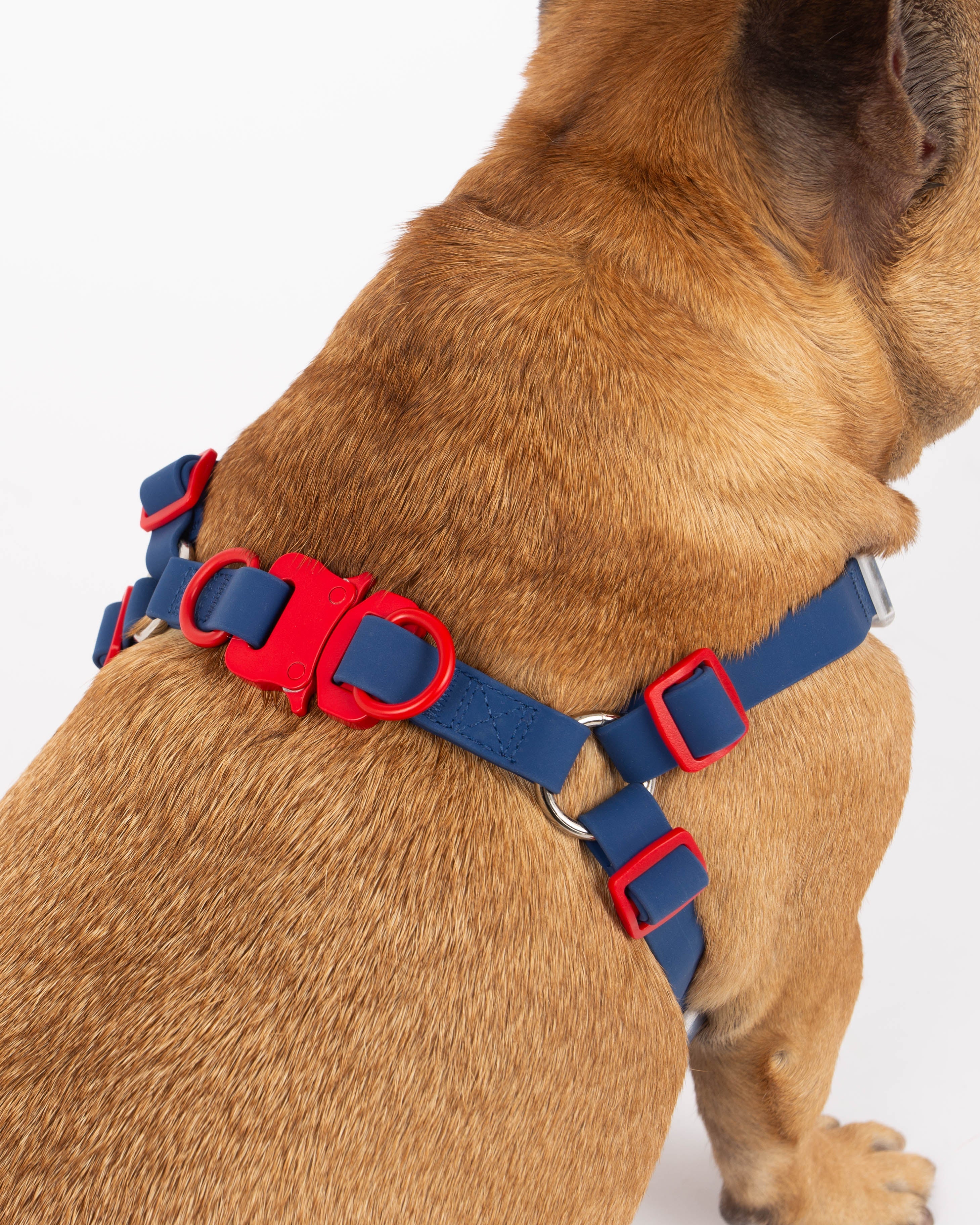 Dog wearing a blue and red harness on a white background