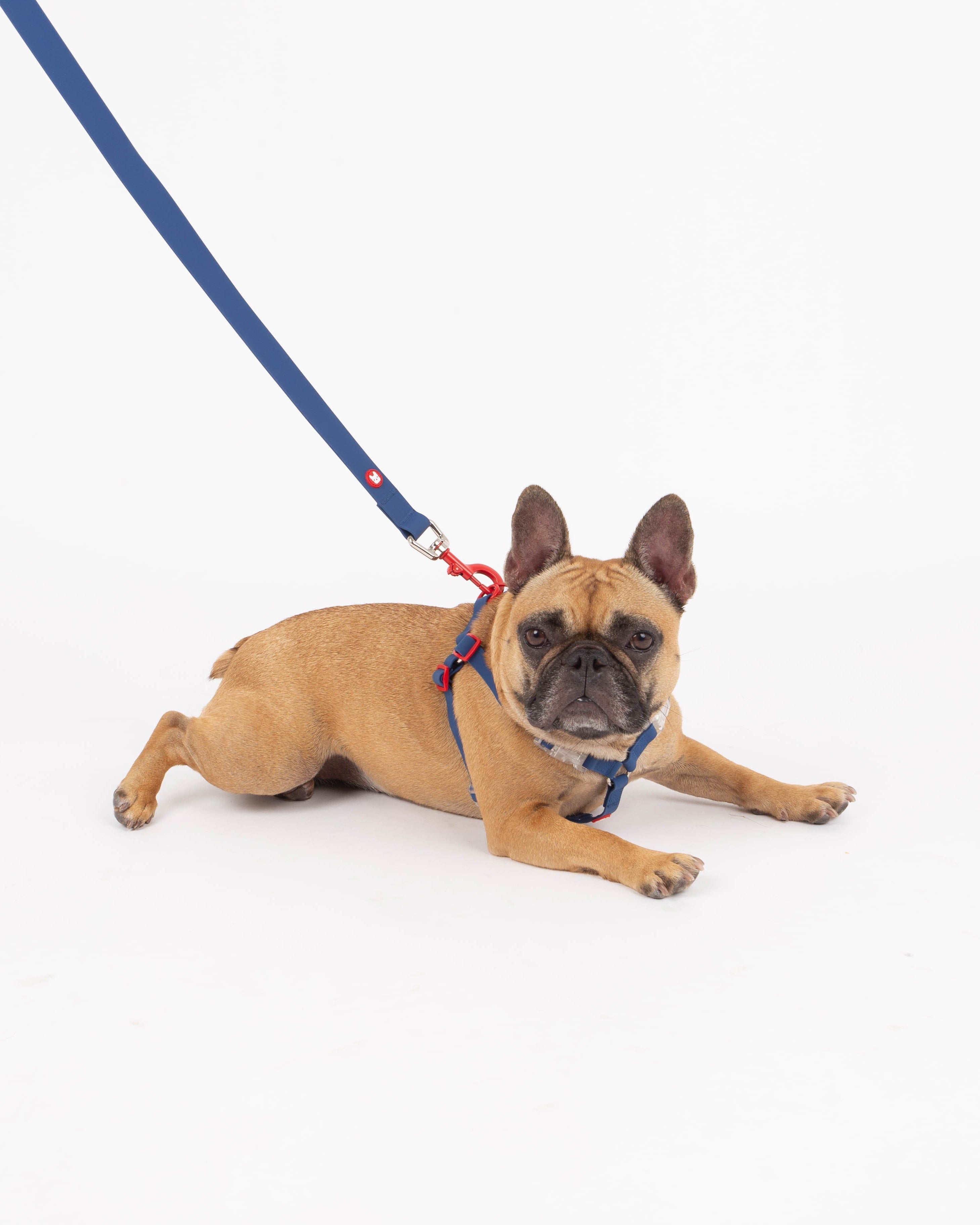 Dog with the Maximus blue leash and harness lying on a white background