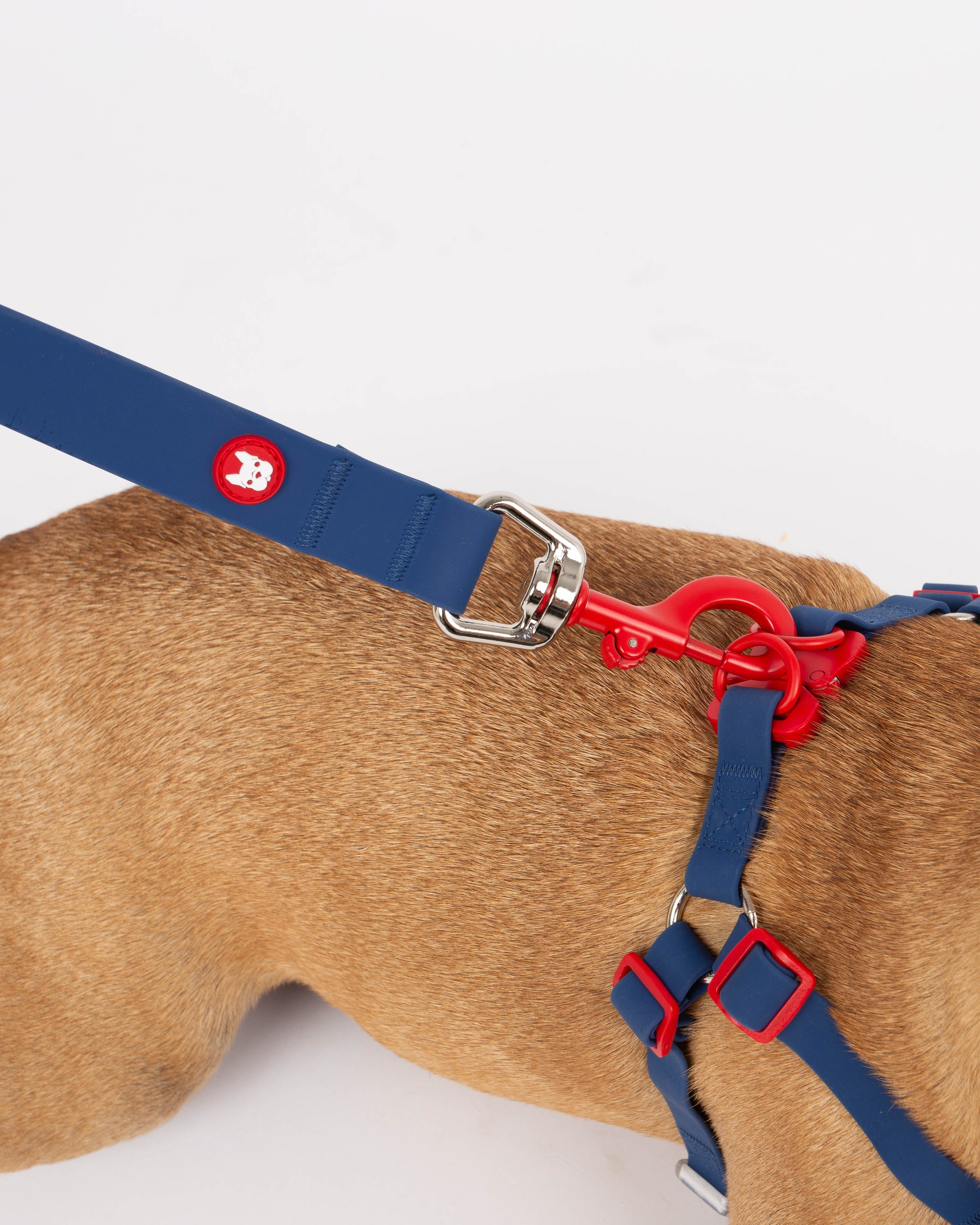 Dog wearing a blue and red harness on a white background