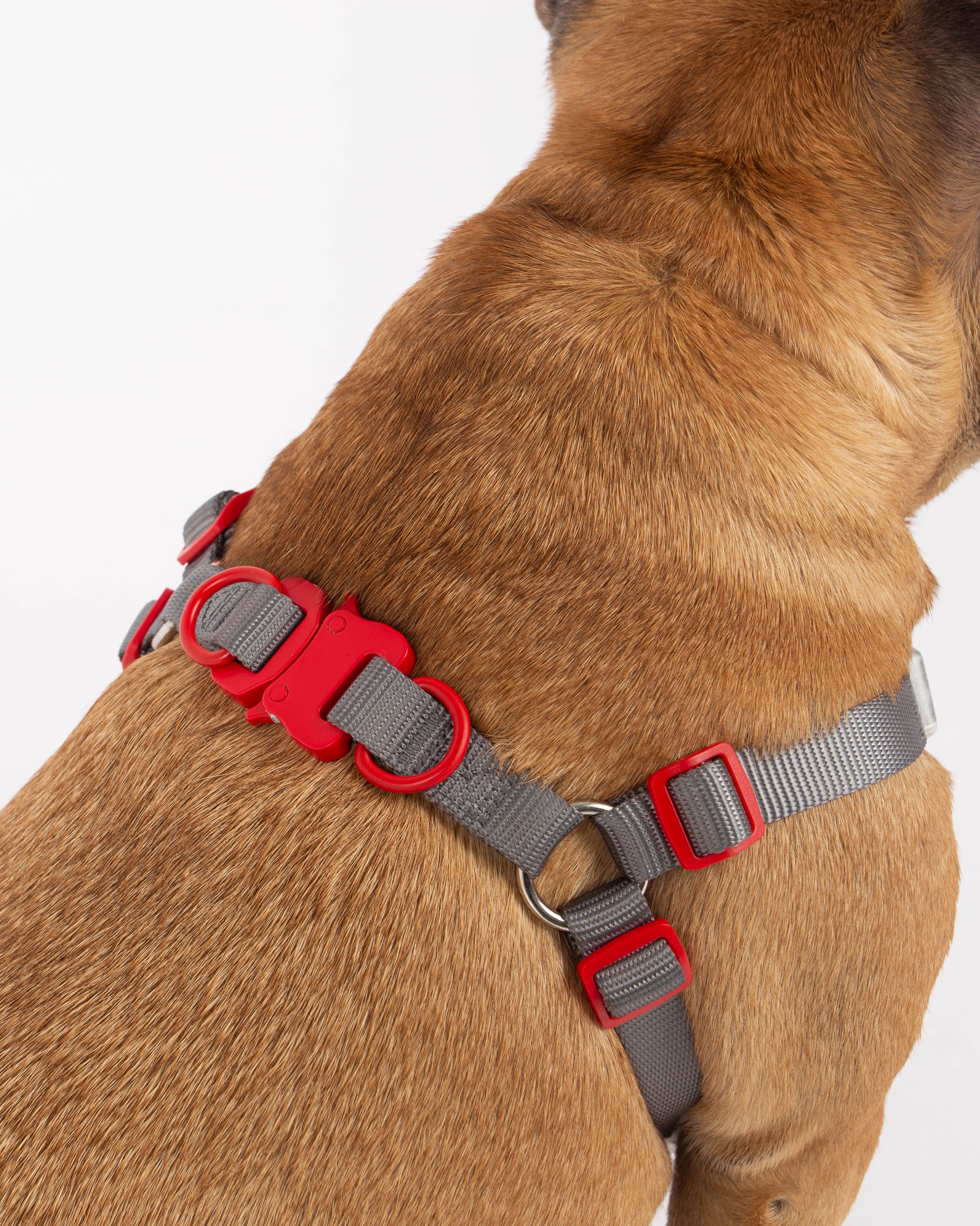Dog wearing a red and gray harness on a white background