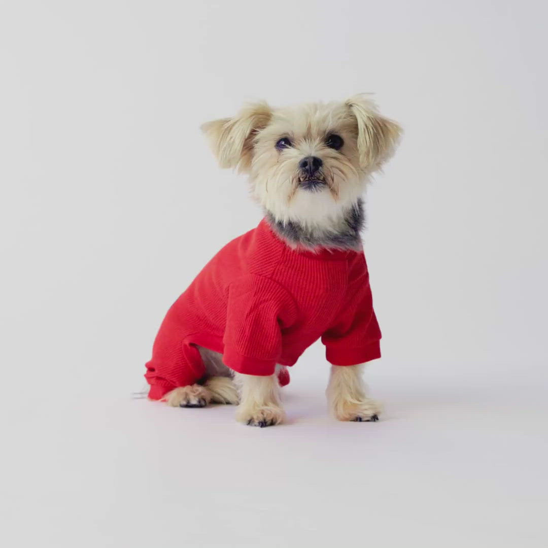 Dog on sale thermal shirt