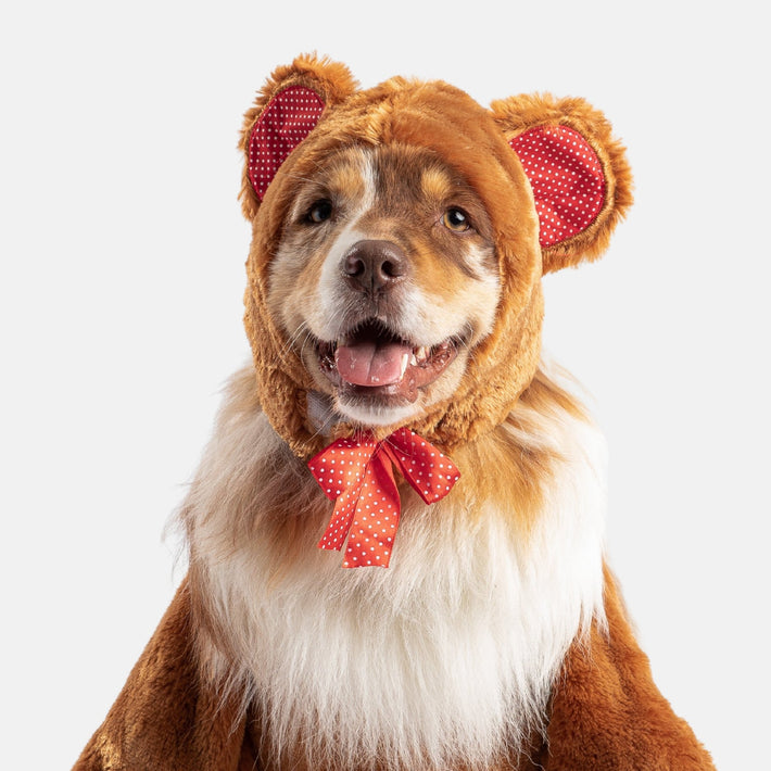 Teddy Bear dog Costume