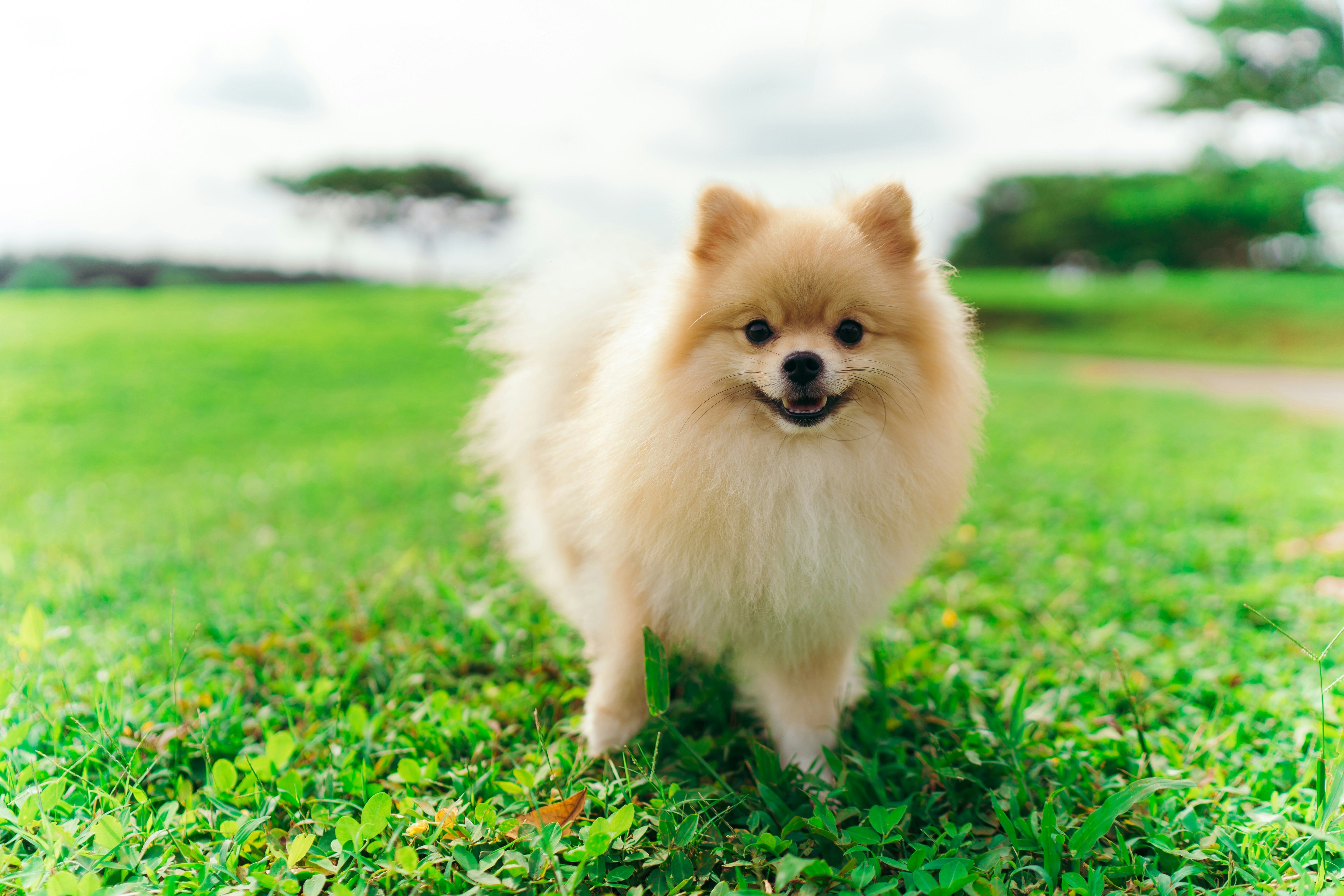 How to Keep Your Dog’s Coat Healthy Year-Round