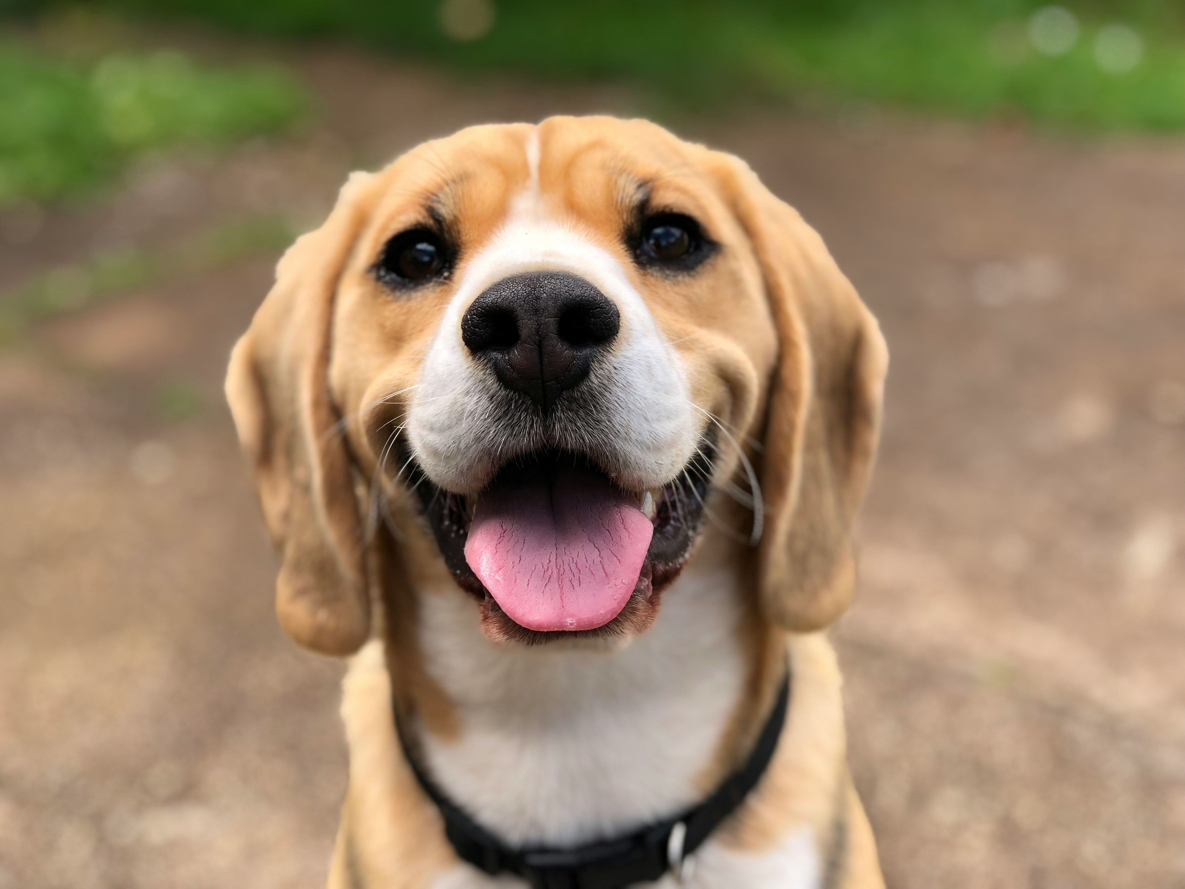 How to Help Your Dog Adjust to Seasonal Changes Throughout the Year
