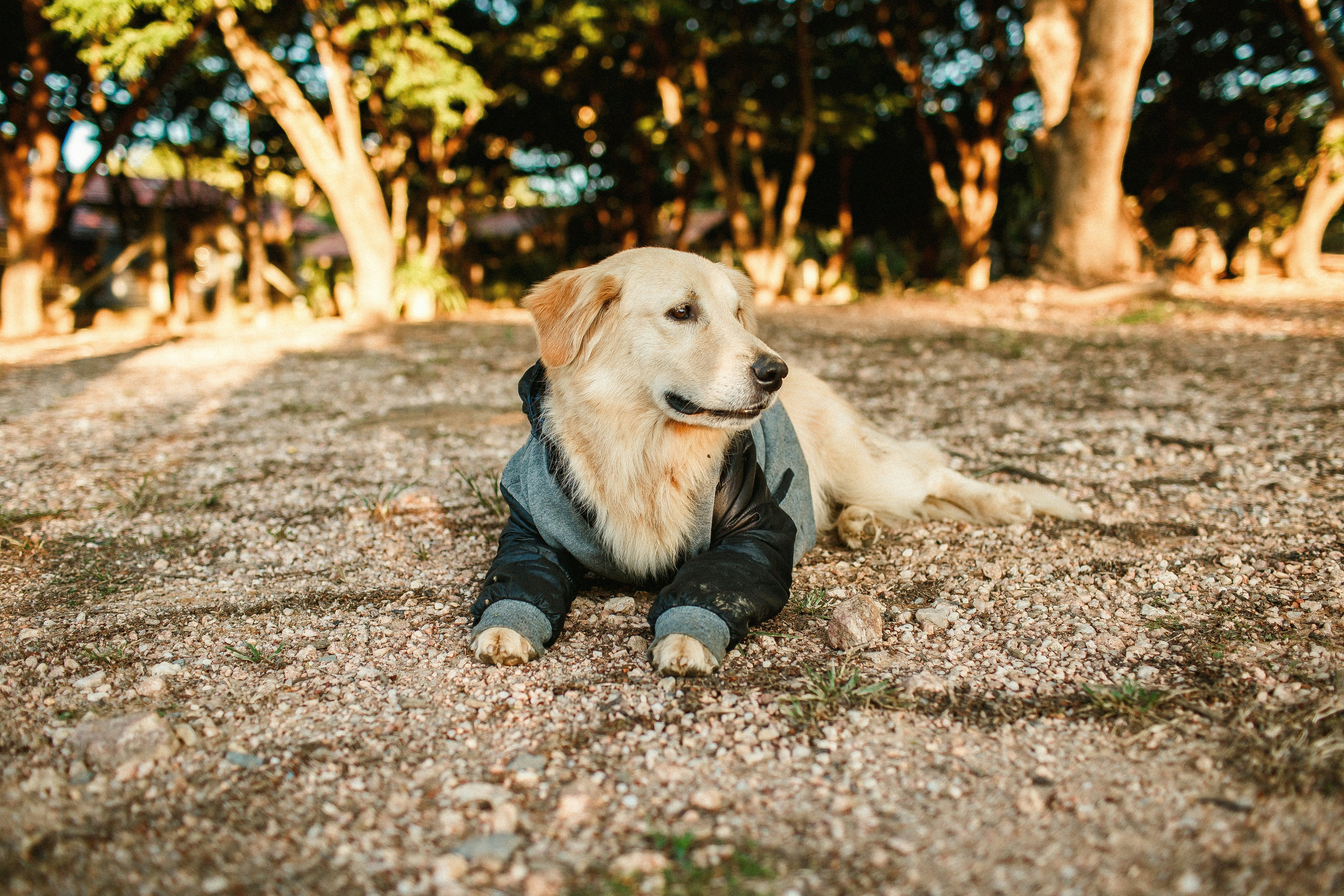 How Omega-3 Benefits Your Dog: Essential Guide to Skin, Joint & Heart Health
