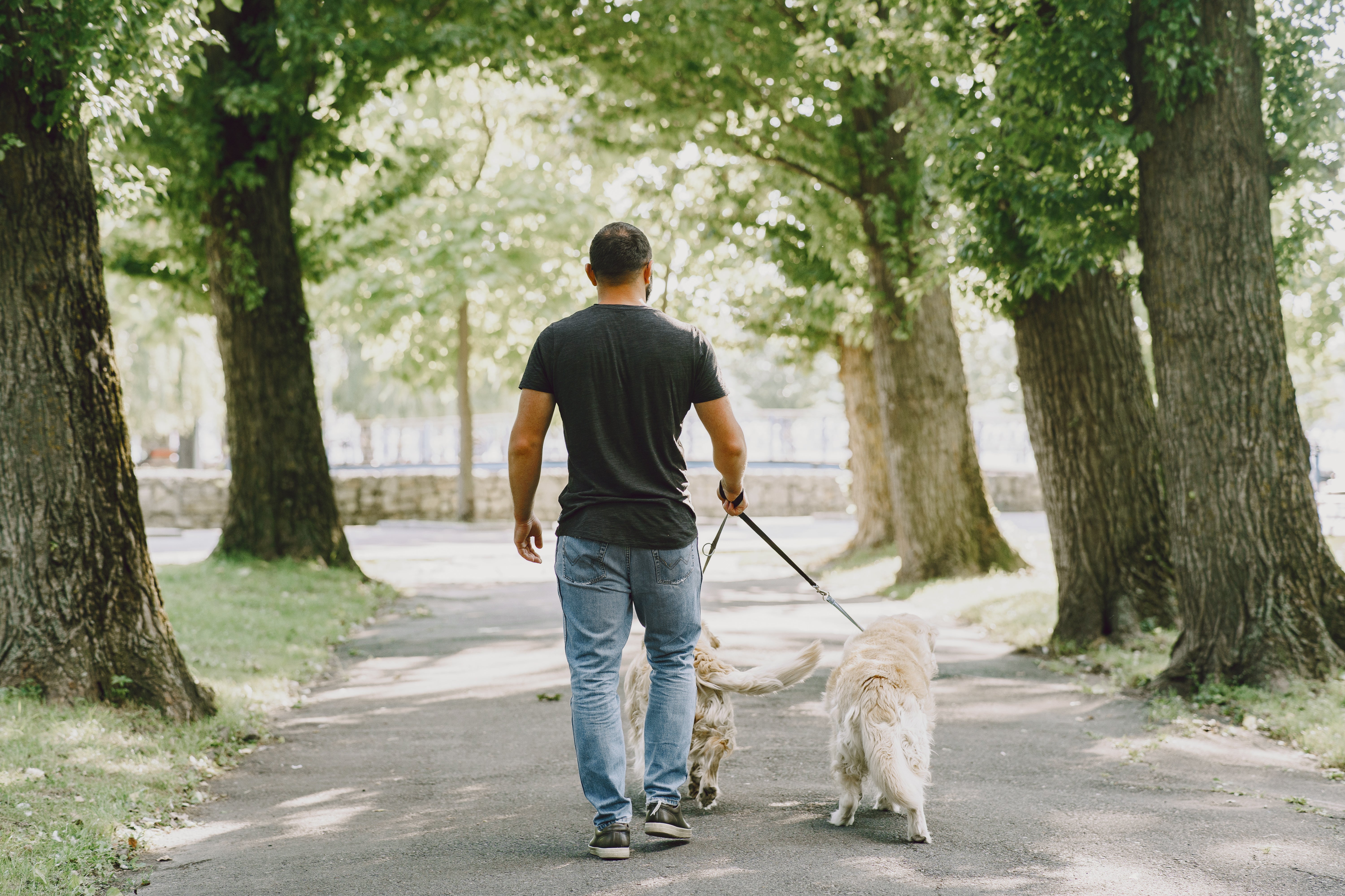 The Benefits of Daily Walks for Your Dog’s Physical & Mental Wellbeing
