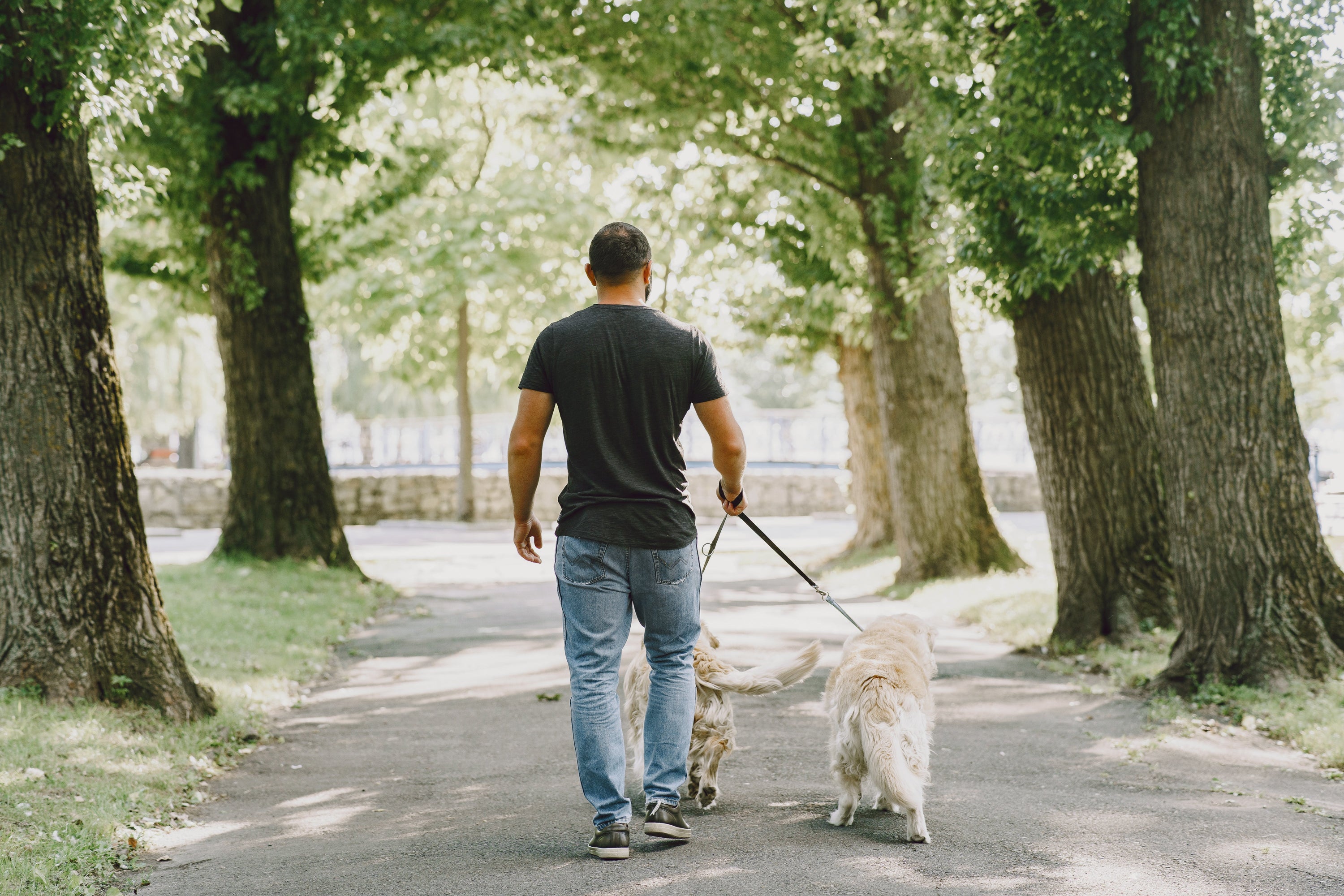 The Benefits of Daily Walks for Your Dog’s Physical & Mental Wellbeing