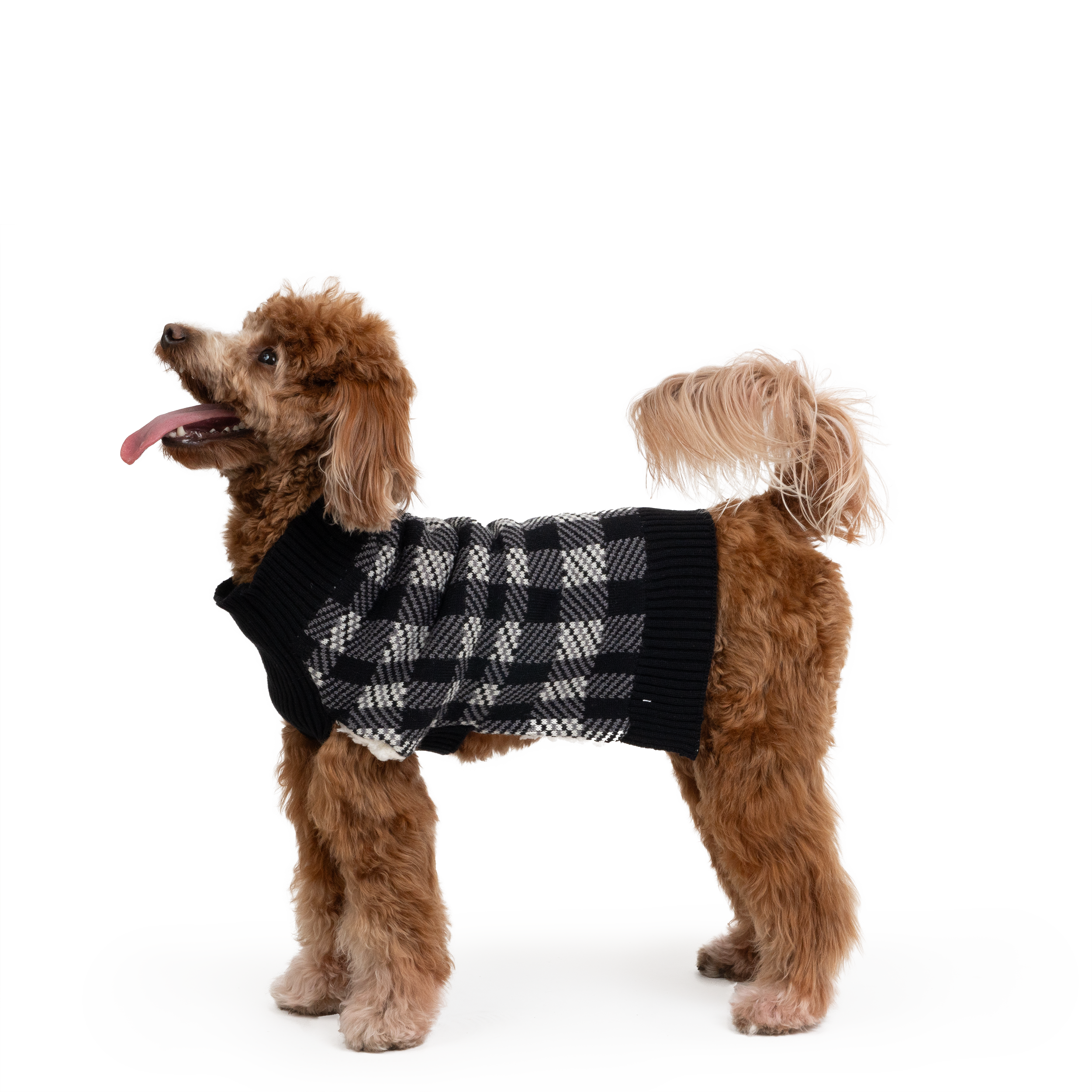 Why High-Quality Dog Apparel Matters More Than You Think