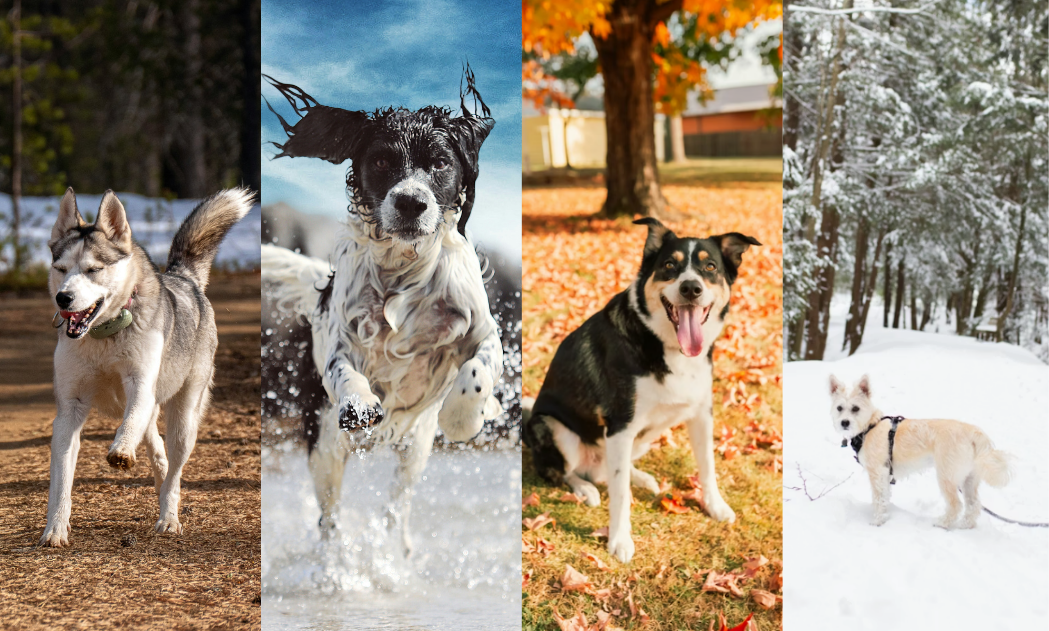 Ultimate Seasonal Checklist: Your Dog's Needs: Spring, Summer, Fall & Winter