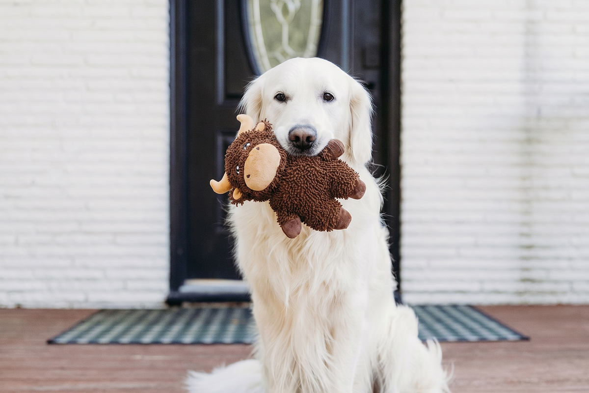 What Toys Keep Dogs Busy For Hours?