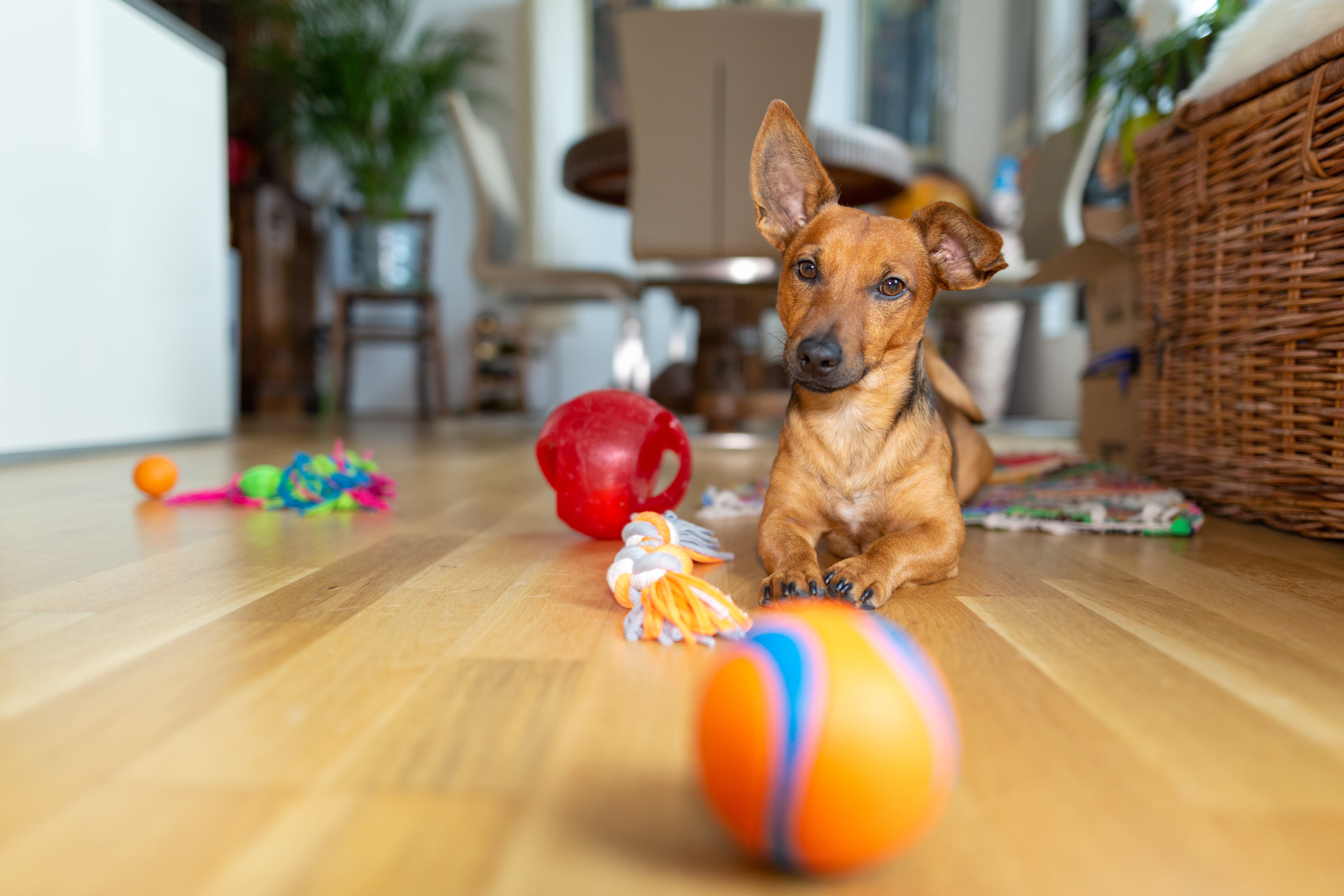 How to Teach Your Dog to Pick Up Their Own Toys?
