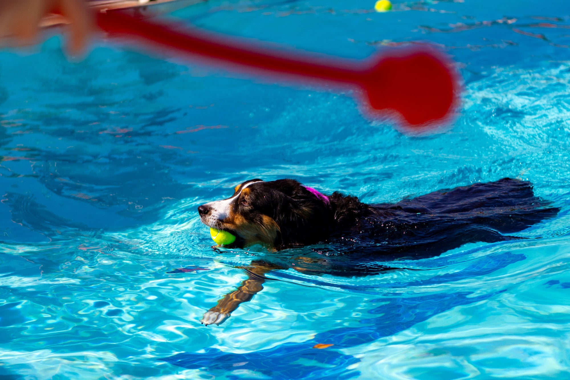 How to Keep Your Dog Safe Around Water: Swimming, Beaches & Pool Time