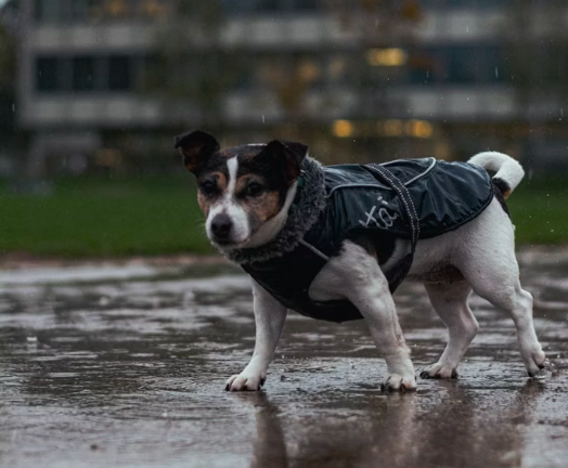 Your Dog in the Rain: Fun Indoor Activities, Comfort Tips & Helpful Gear
