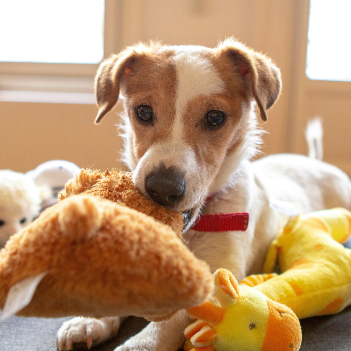 Importance of Rotating Your Dog’s Toy for Better Engagement & Behavior ...