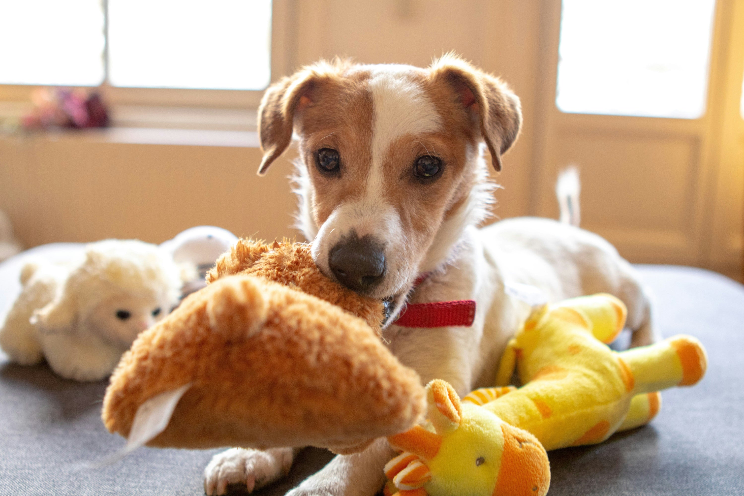 Importance of Rotating Your Dog’s Toy for Better Engagement & Behavior