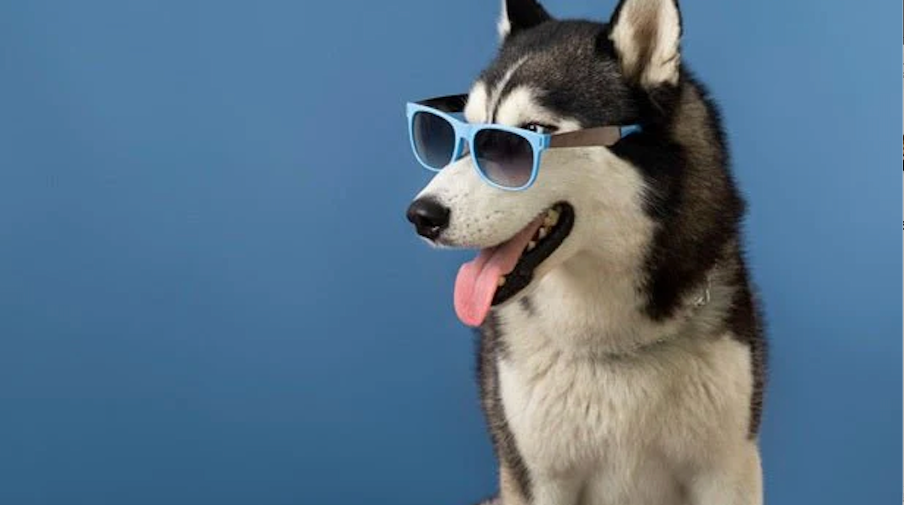 How to Train Your Dog to Pee in the Right Place