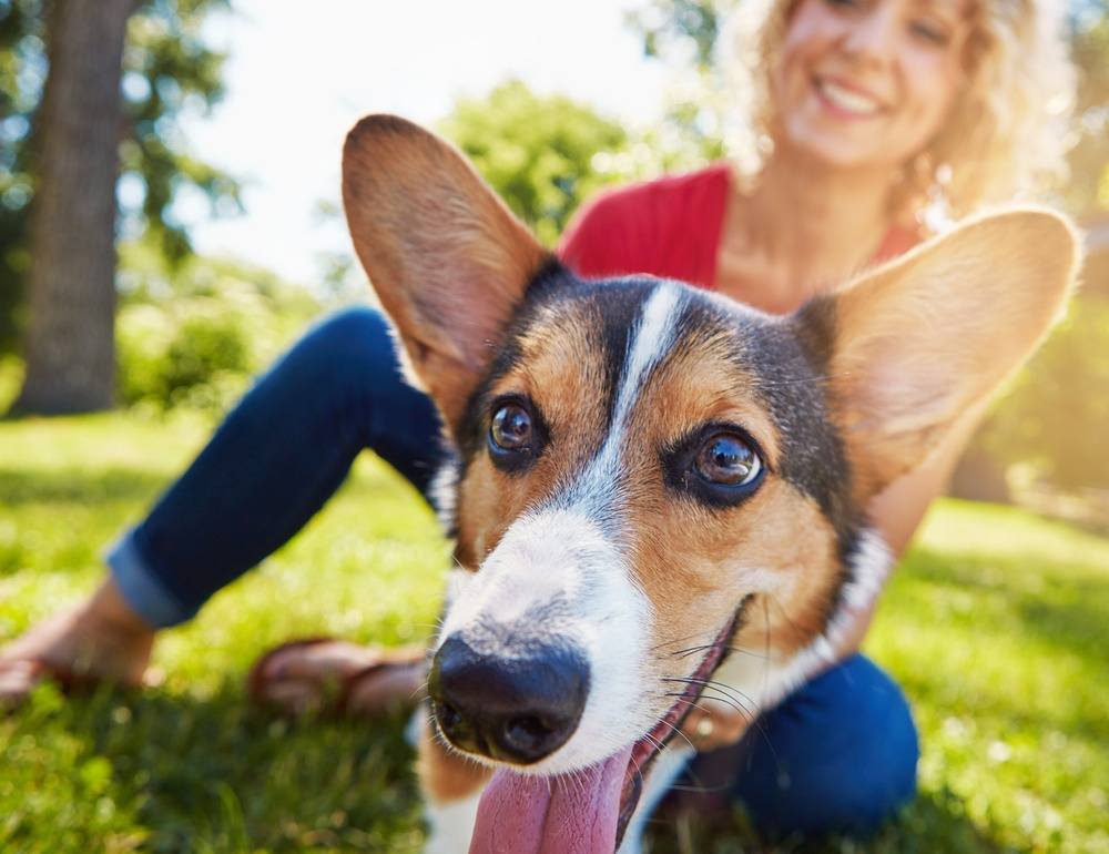 What Should My Dog Wear to the Dog Park?