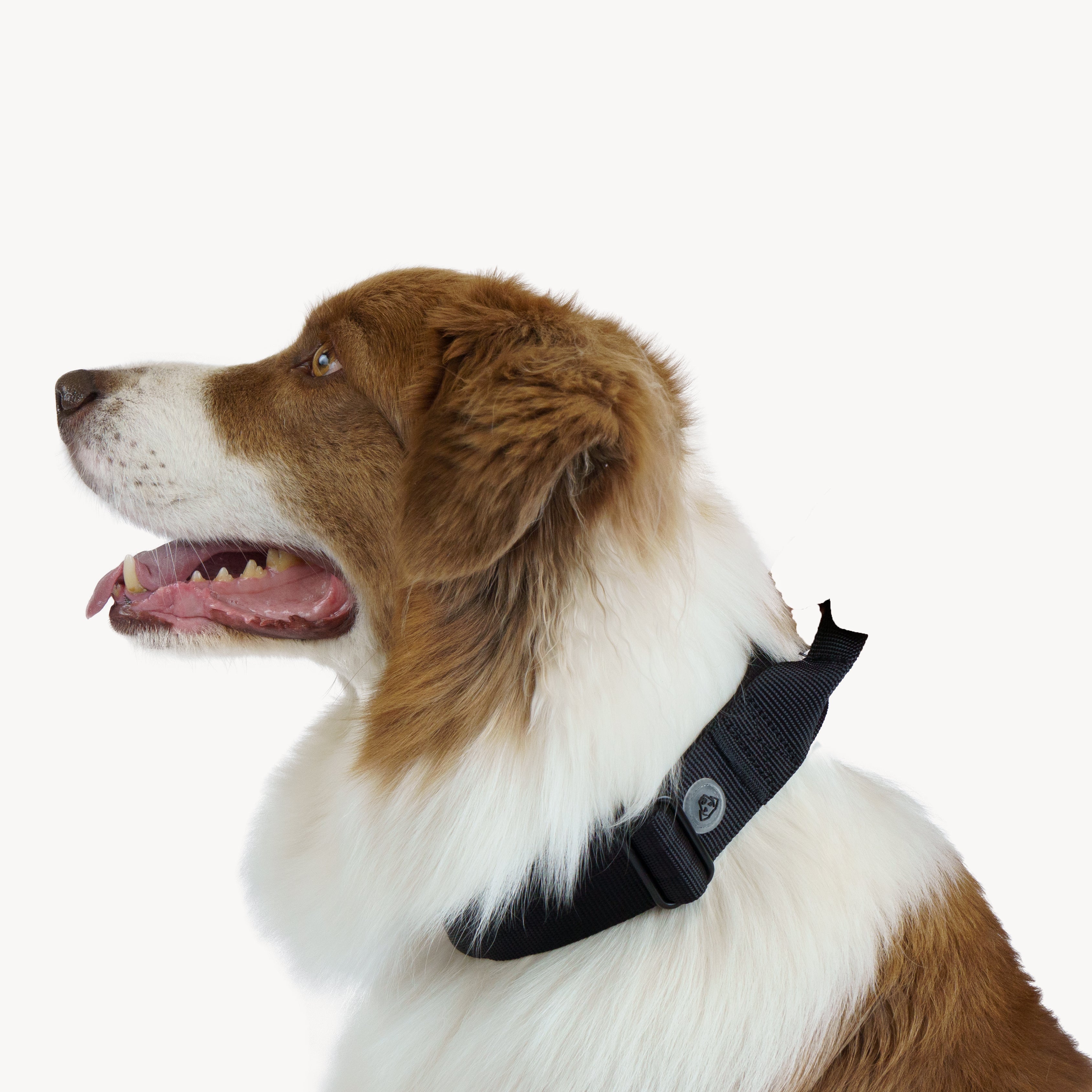 COLLARS