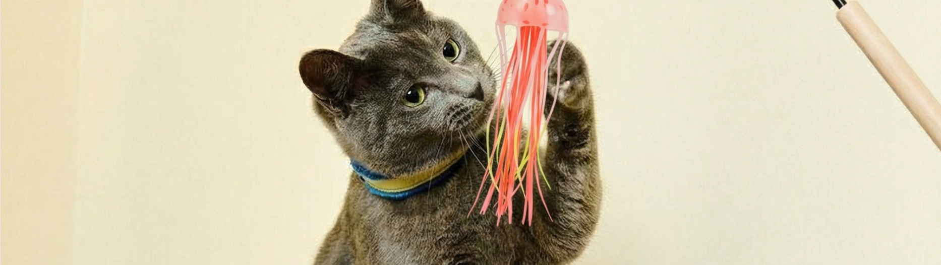Cat Collars