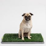 PADS / GRASS - Silver Paw